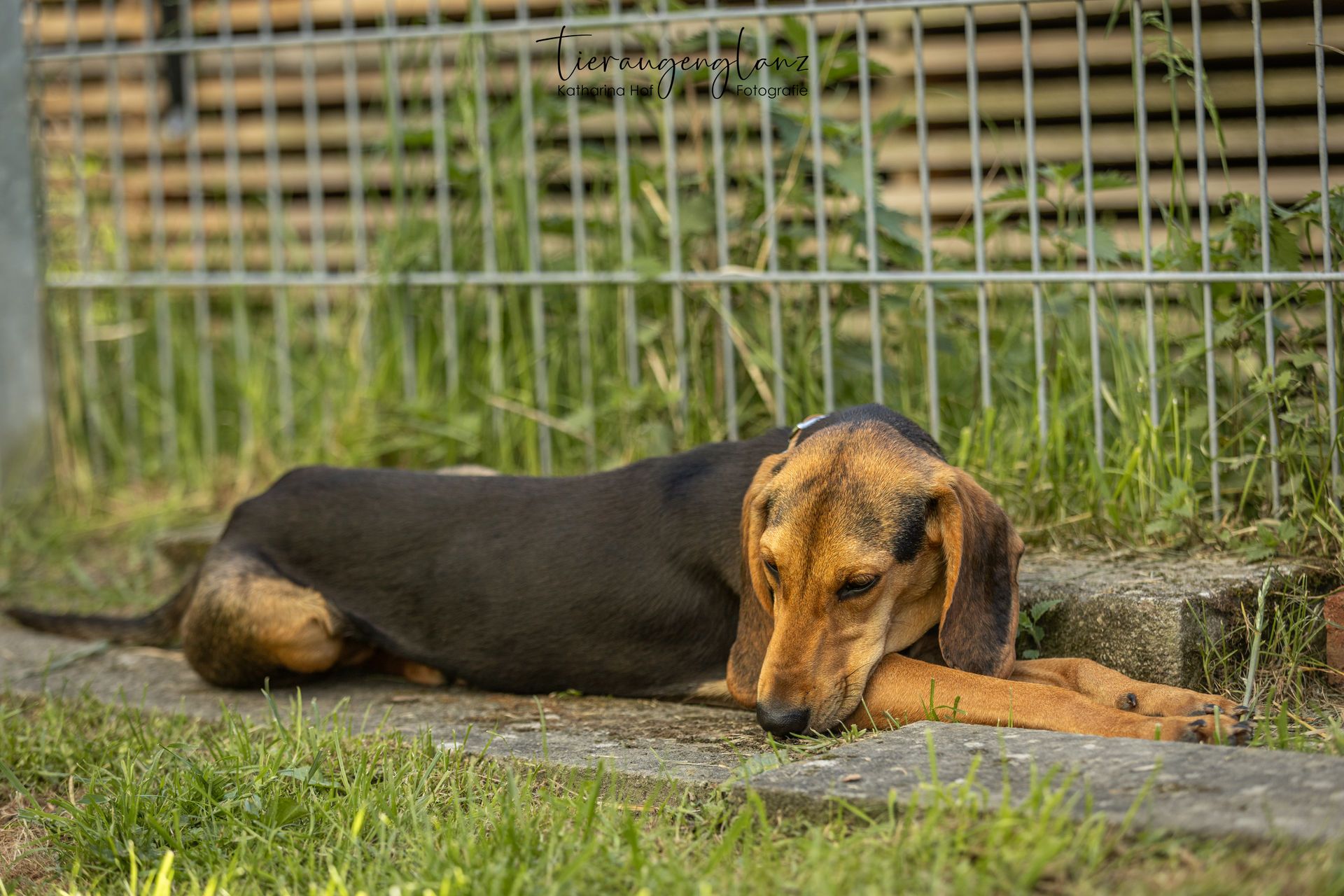 Segugio, Tierschutzhund, Krambambulli Jagdhundhilfe e.V.