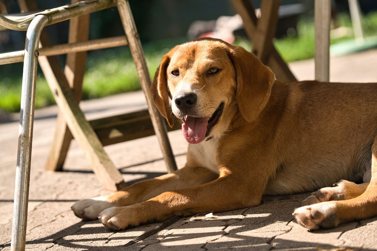 Beagle Mix sucht Zuhause, Tierschutz, Krambambulli Jagdhundhilfe