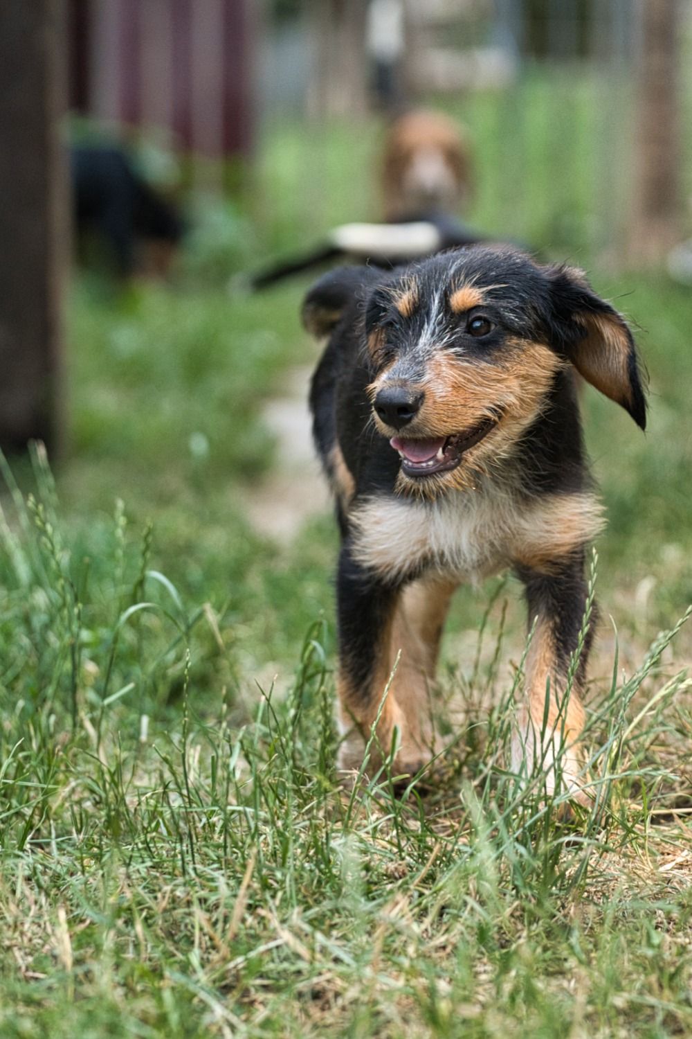 Brackenmix Welpe, Tierschutz, Krambambulli Jagdhundhilfe