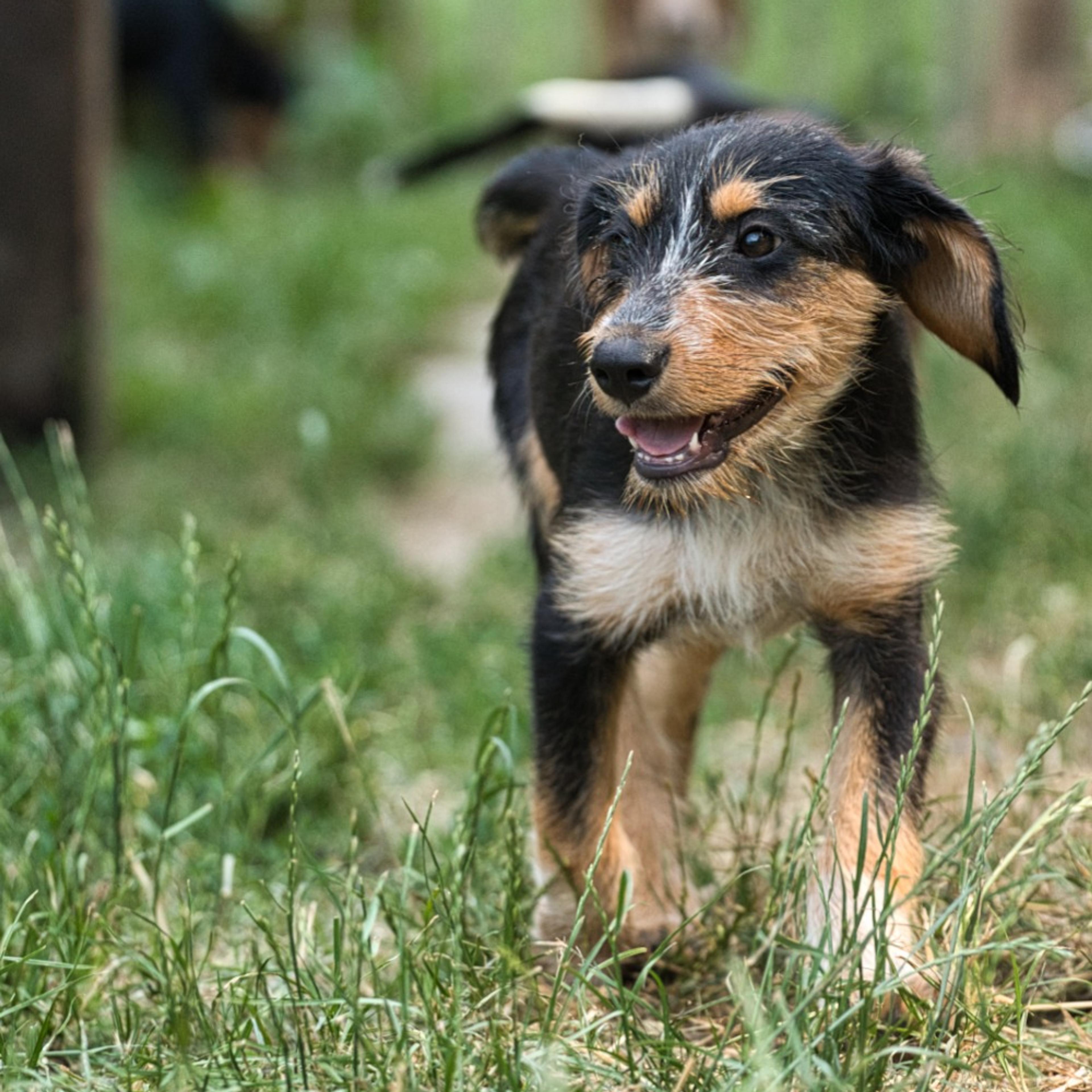 Brackenmix Welpe, Tierschutz, Krambambulli Jagdhundhilfe