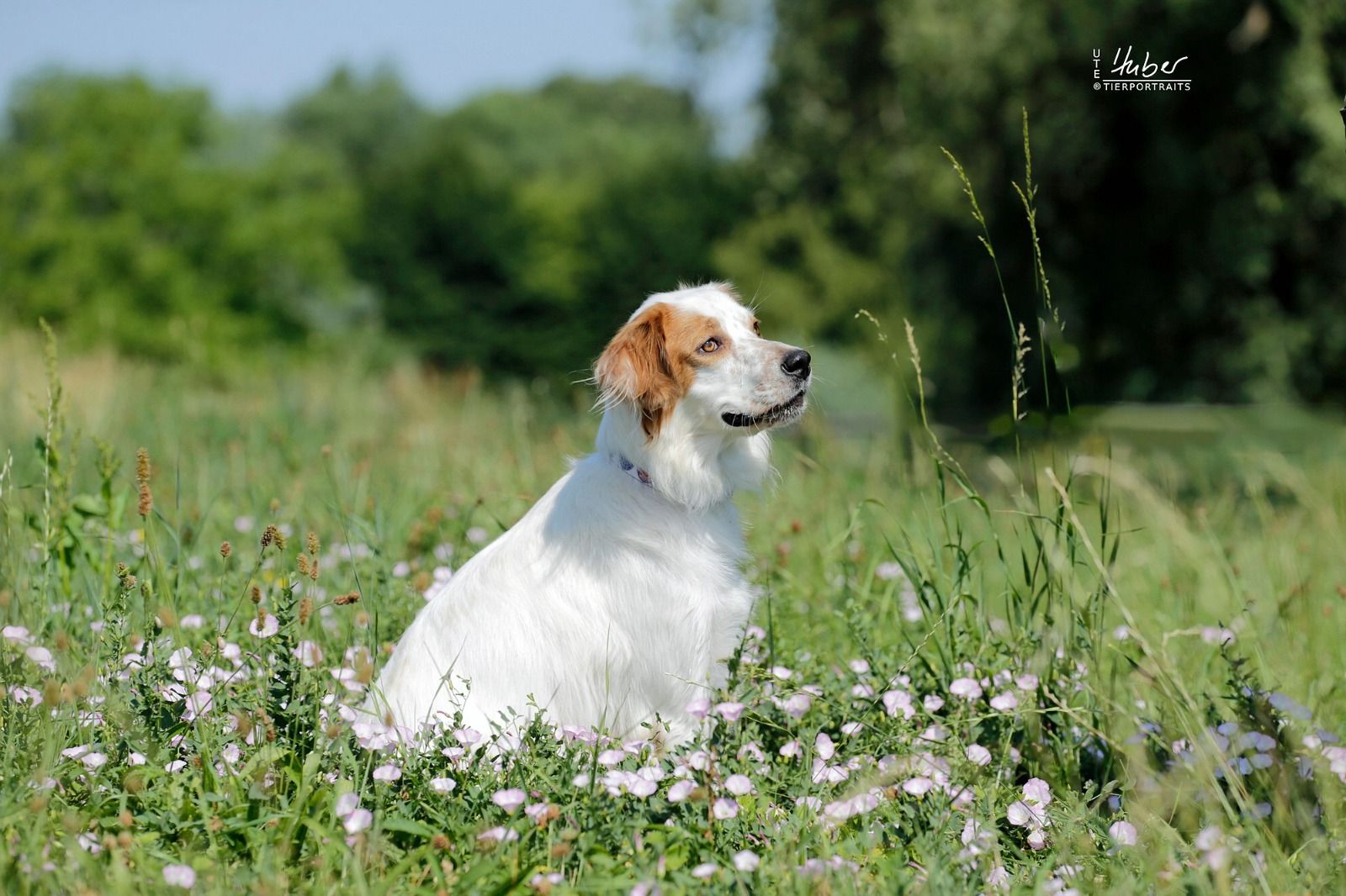 Gloria, englisch Setter sucht zuhause, Tierschutz, Krambambulli Jagdhundhilfe