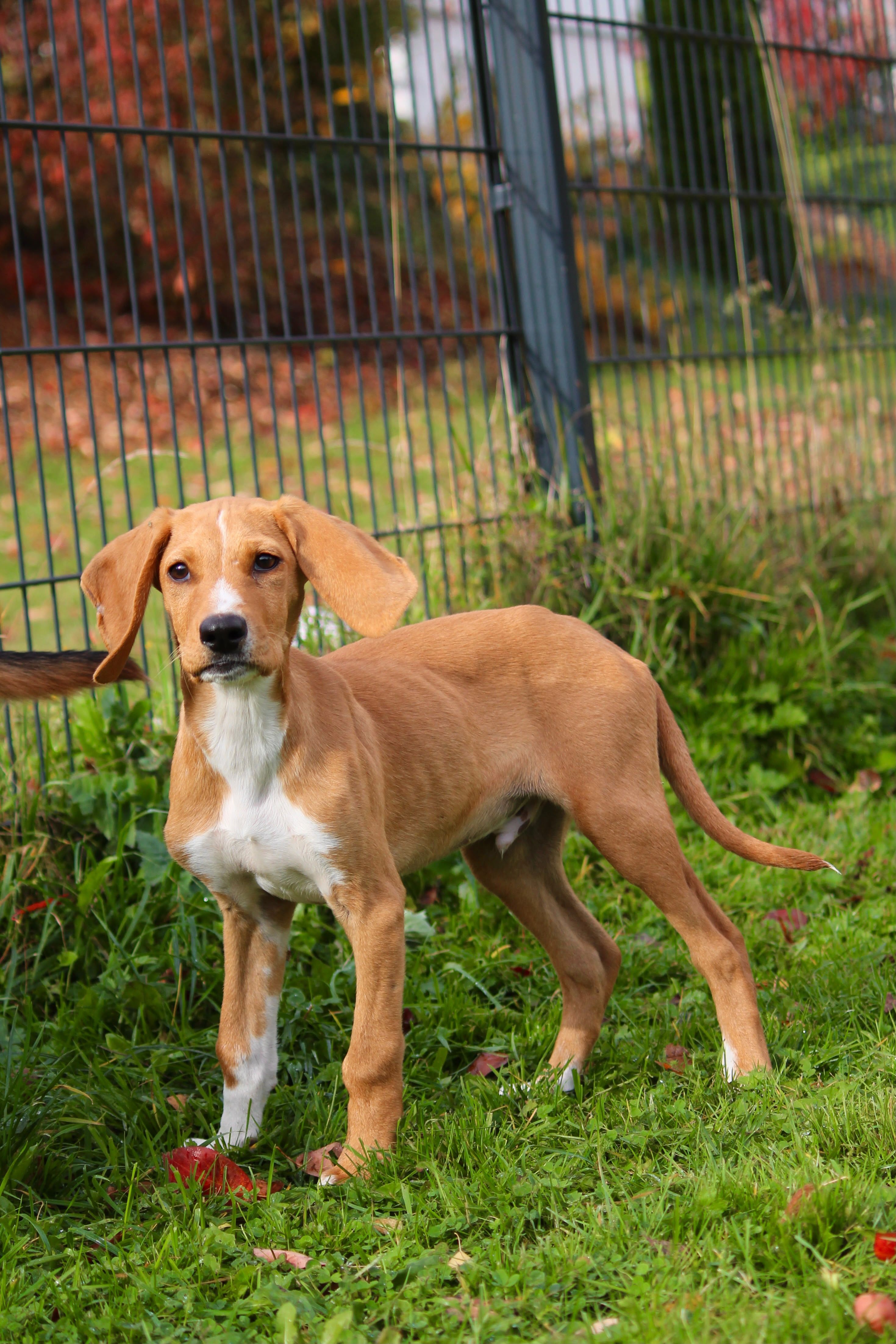 Junger Jagdhundmix, Tierschutz, Krambambulli Jagdhundhilfe e.V.