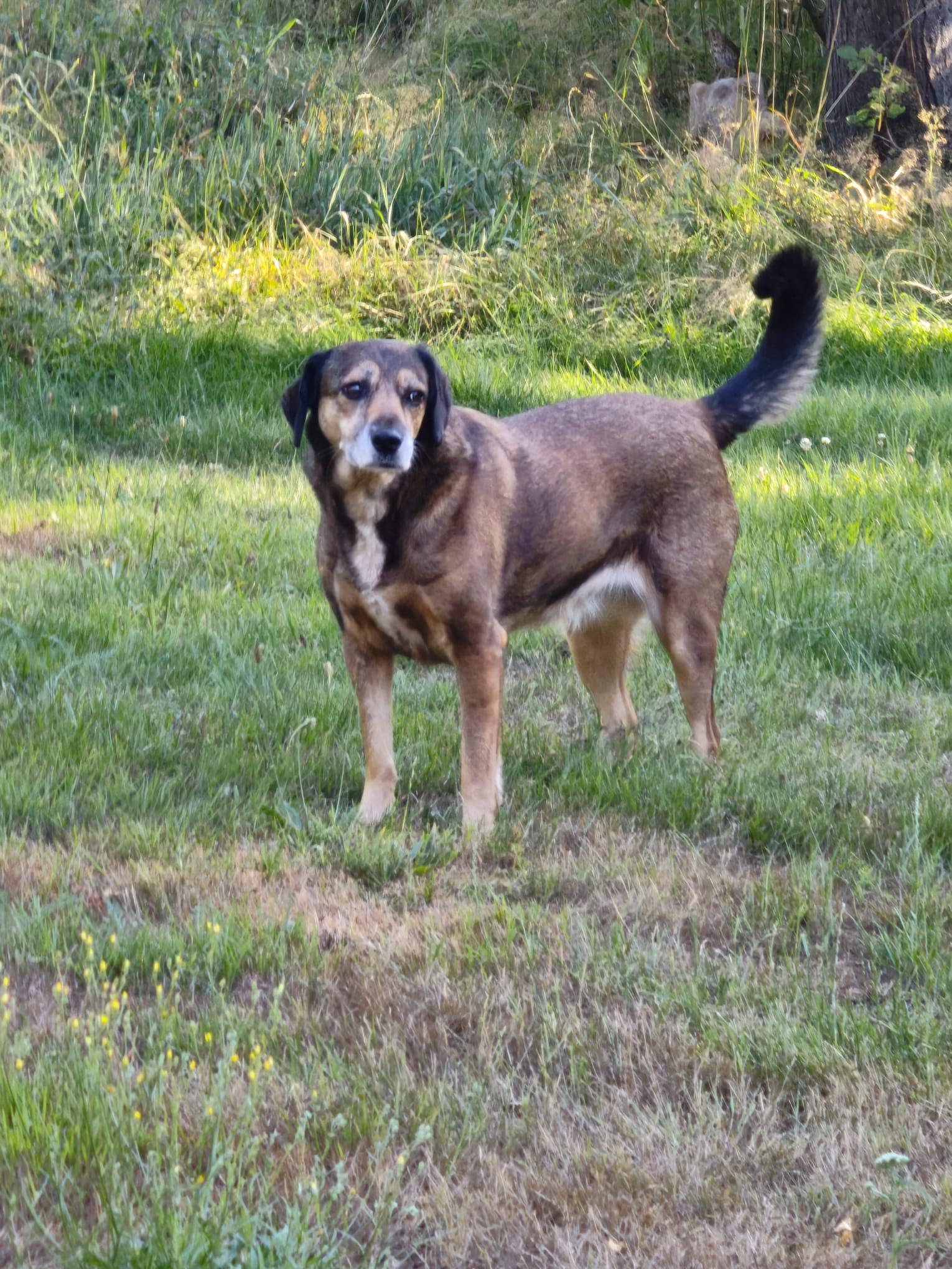 Brackenmix, Krambambulli Jagdhundhilfe e.V.