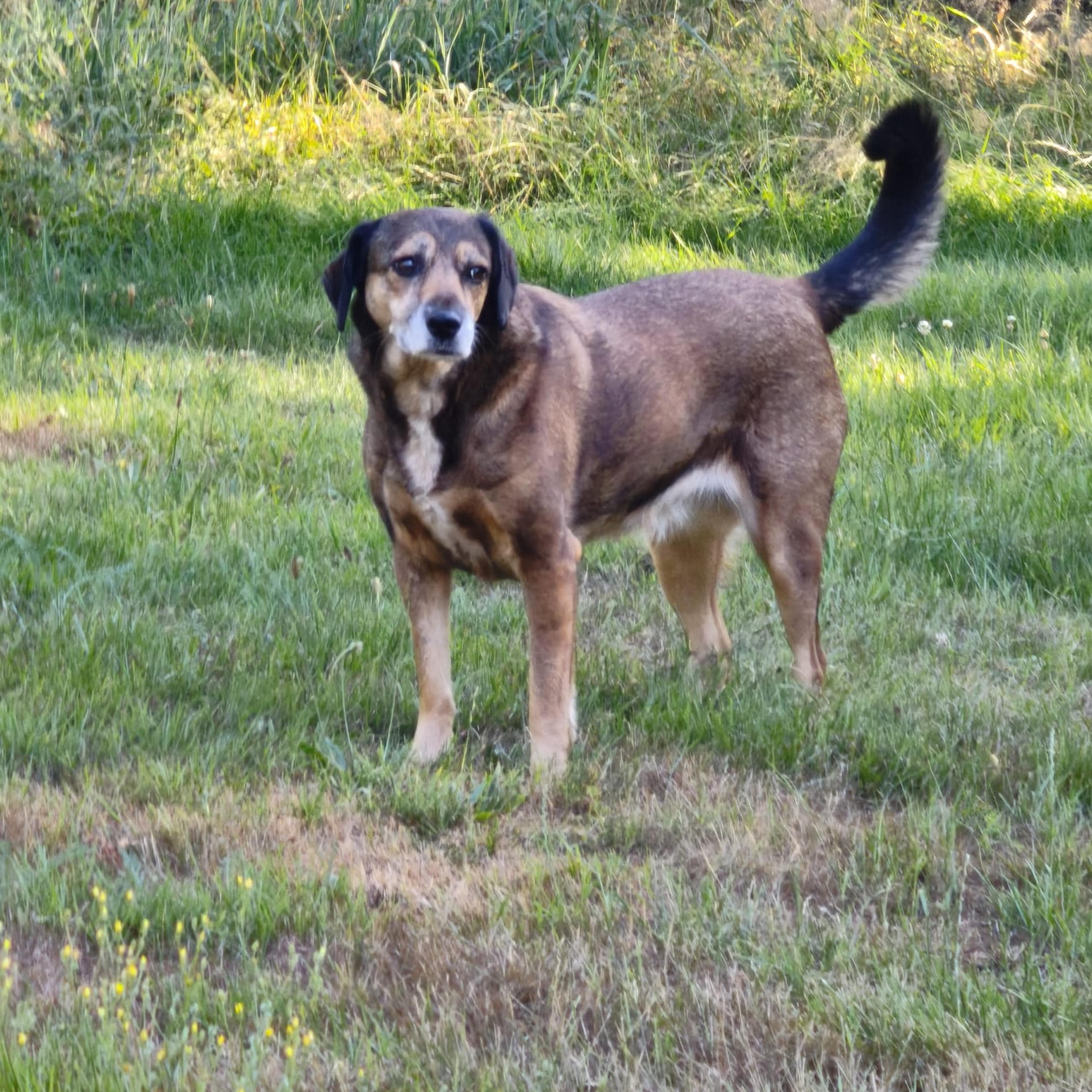 Brackenmix, Krambambulli Jagdhundhilfe e.V.
