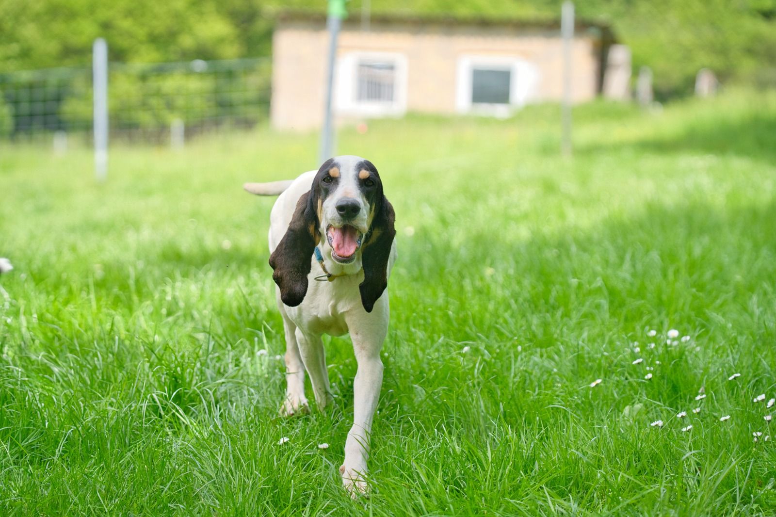 Krambambulli Ariegoise sucht Zuhause
