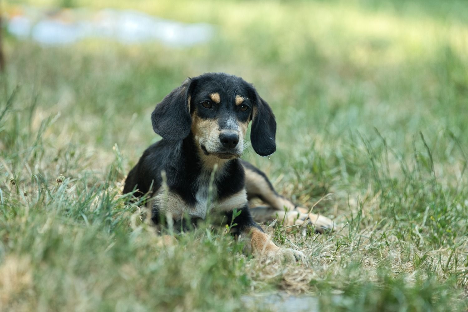 Brackenmix Welpe, Tierschutz, Krambambulli Jagdhundhilfe