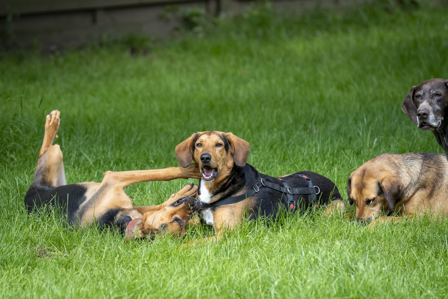 Griechischer Laufhund, Tierschutz, Krambambulli Jagdhundhilfe e.V.