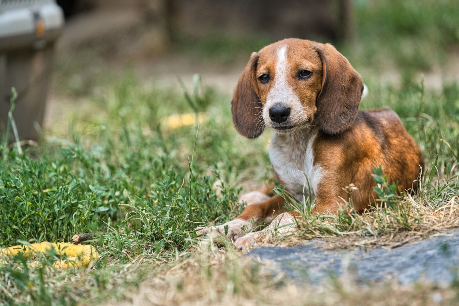 Brackenmix Welpe sucht Zuhause, Tierschutz, Krambambulli Jagdhundhlfe