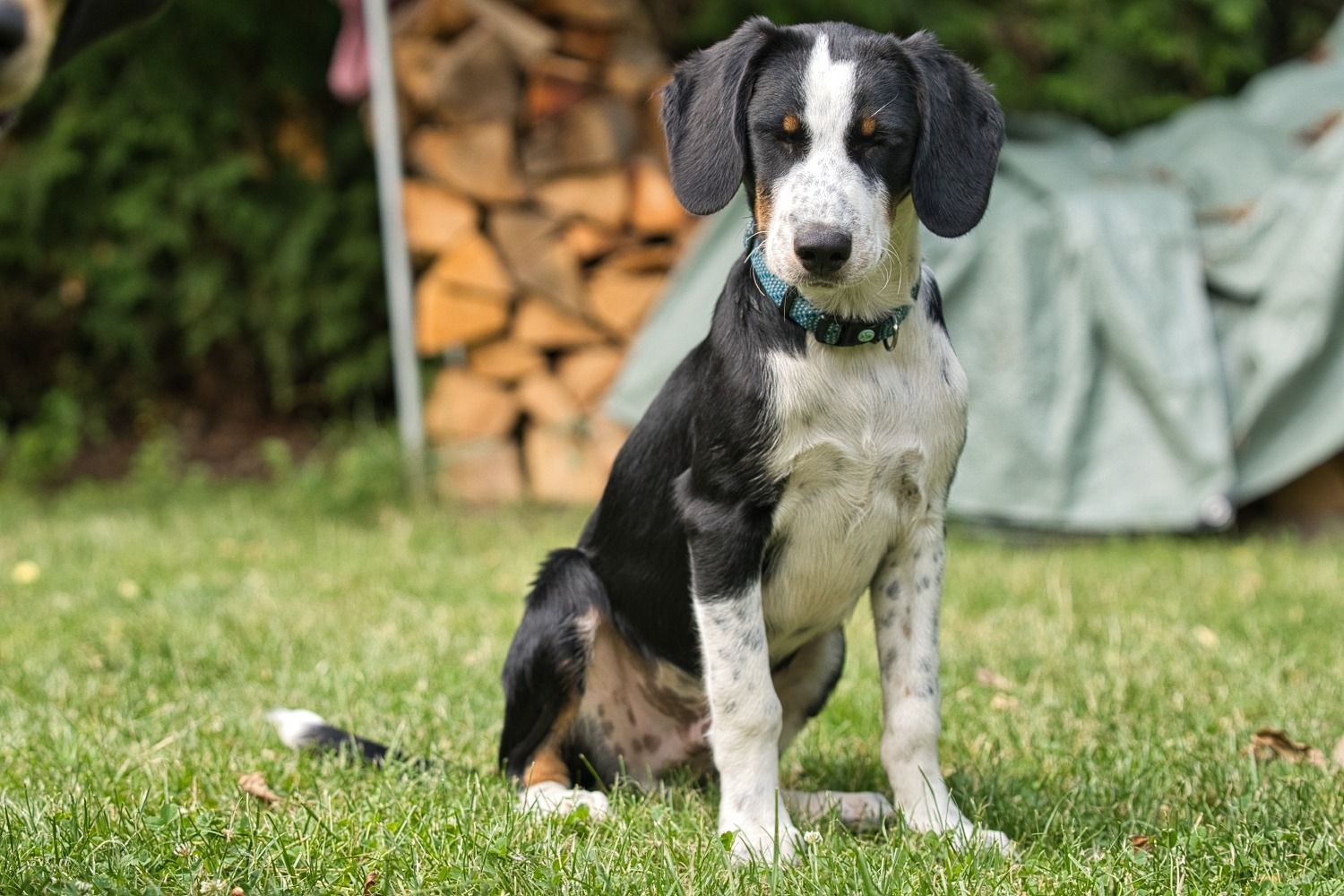 Junger Brackenmix sucht zuhause, Tierschutz, Krambambulli Jagdhundhilfe