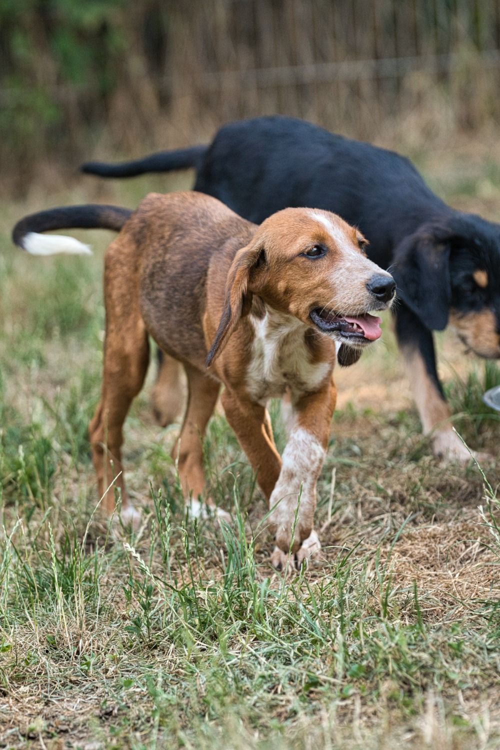 Junger Jagdhund, Krambambulli Jagdhundhilfe e.V.