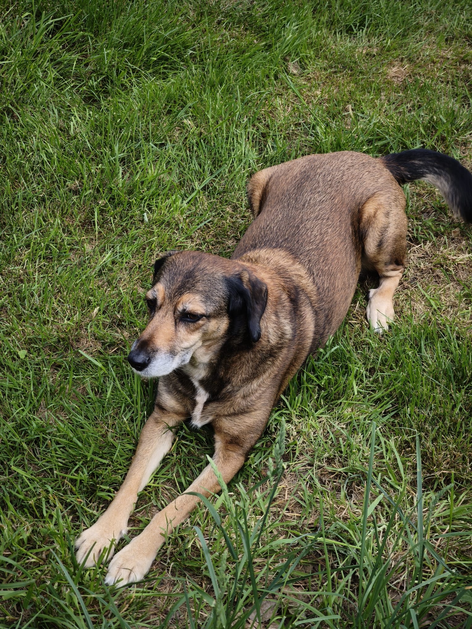 Brackenmix, Krambambulli Jagdhundhilfe e.V.