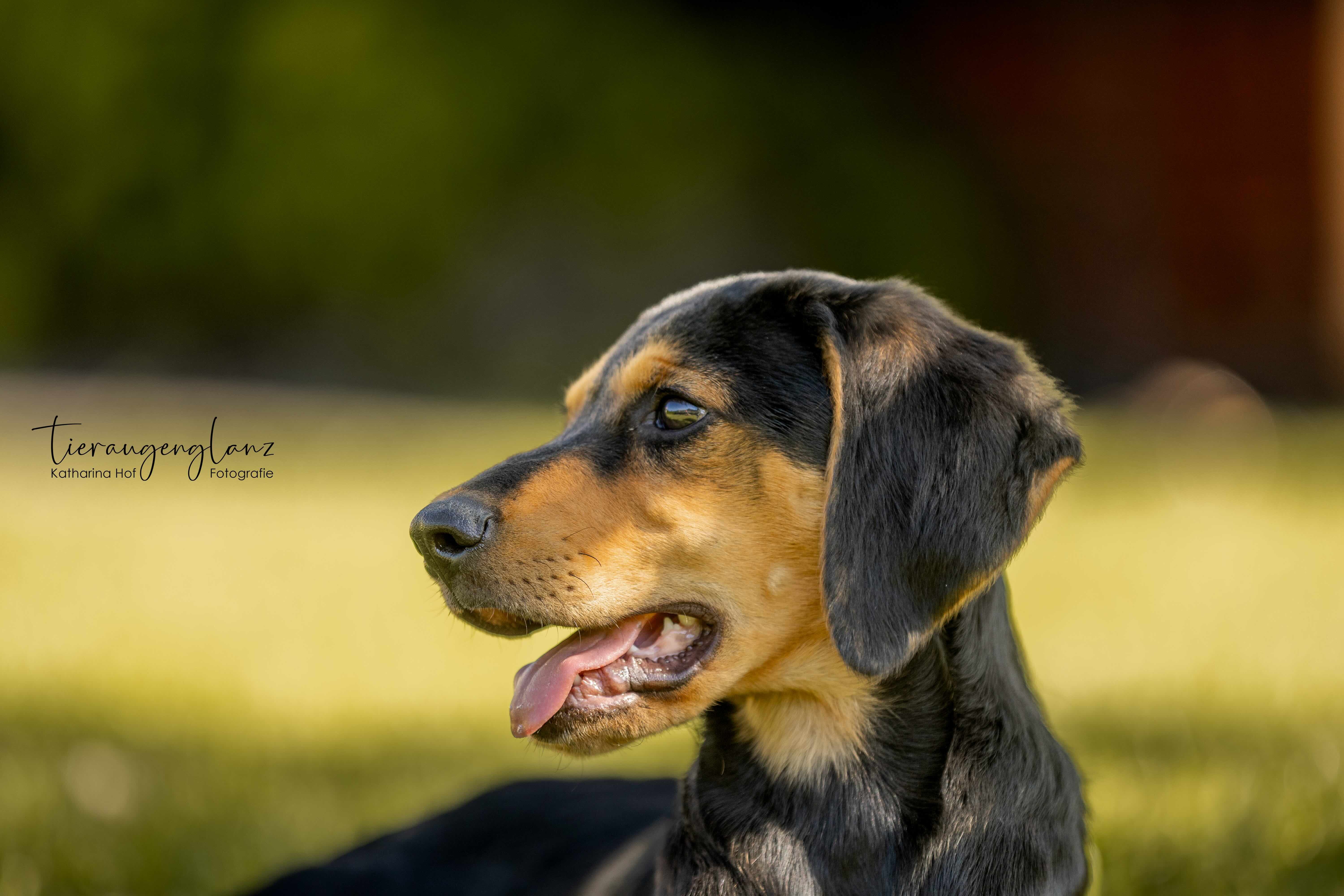 Griechischer Laufhund, Tierschutz, Krambambulli Jagdhundhilfe e.V.