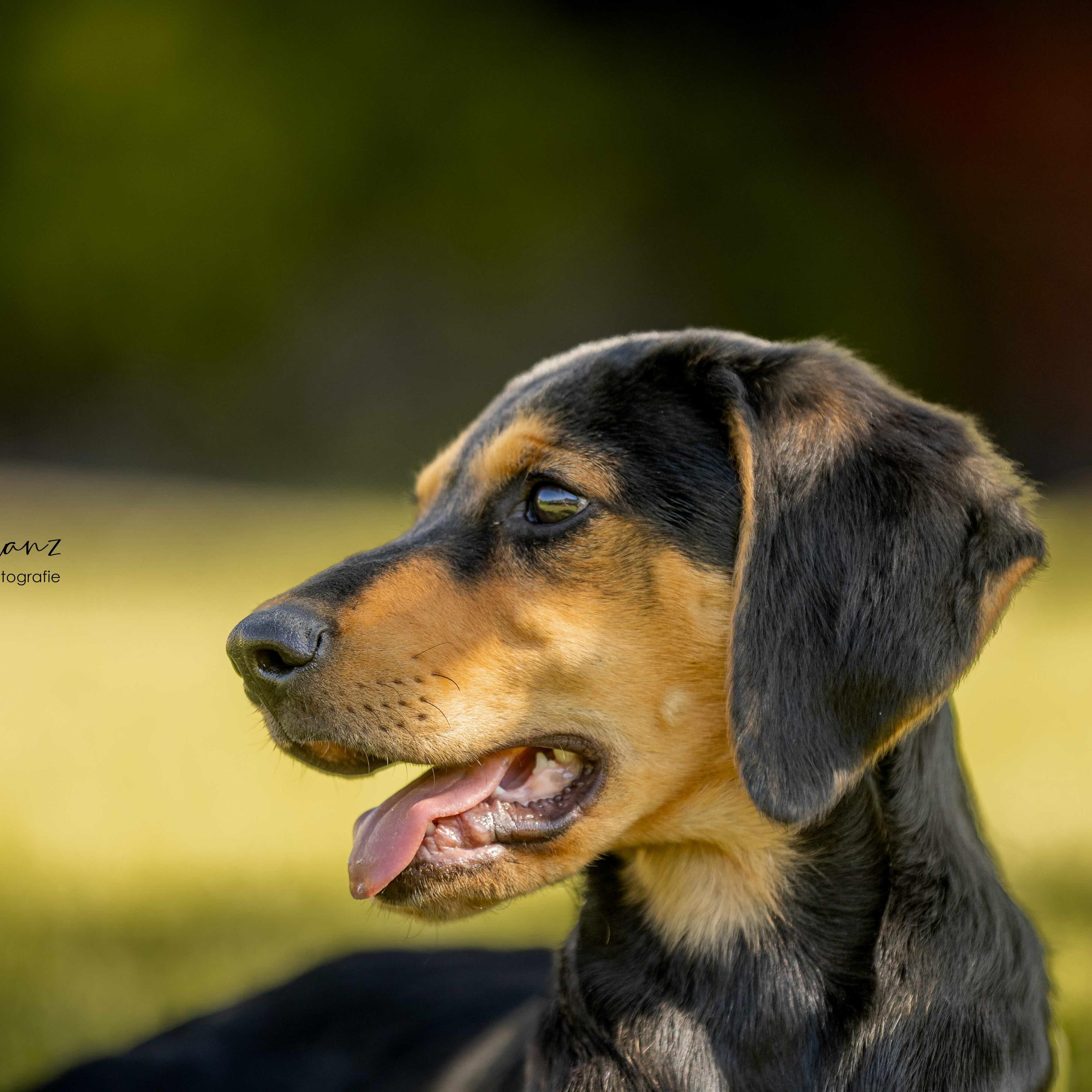 Griechischer Laufhund, Tierschutz, Krambambulli Jagdhundhilfe e.V.