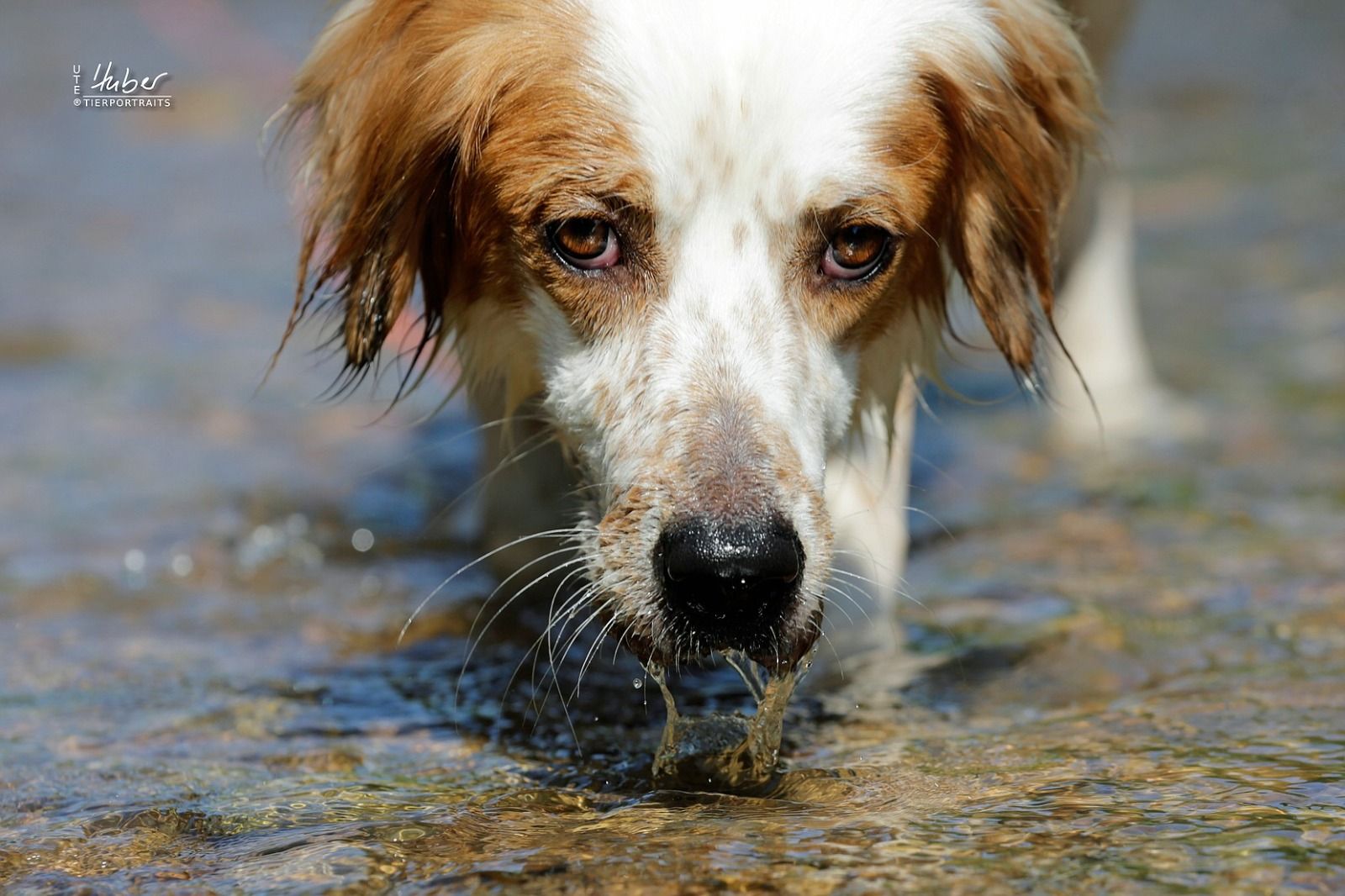 Gloria, englisch Setter sucht zuhause, Tierschutz, Krambambulli Jagdhundhilfe