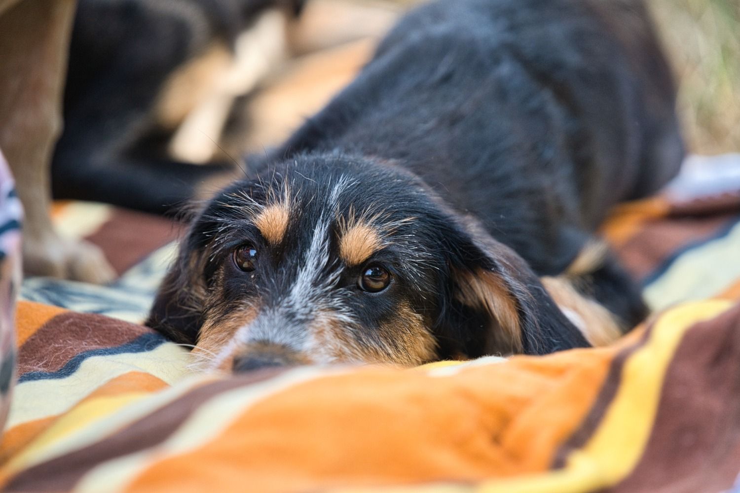 Junger Jagdhund, Krambambulli Jagdhundhilfe e.V.