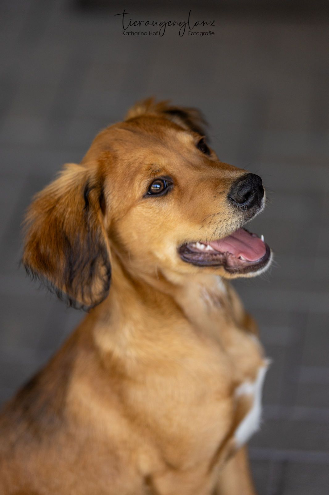 Griechischer Laufhund, Tierschutz, Krambambulli Jagdhundhilfe e.V.