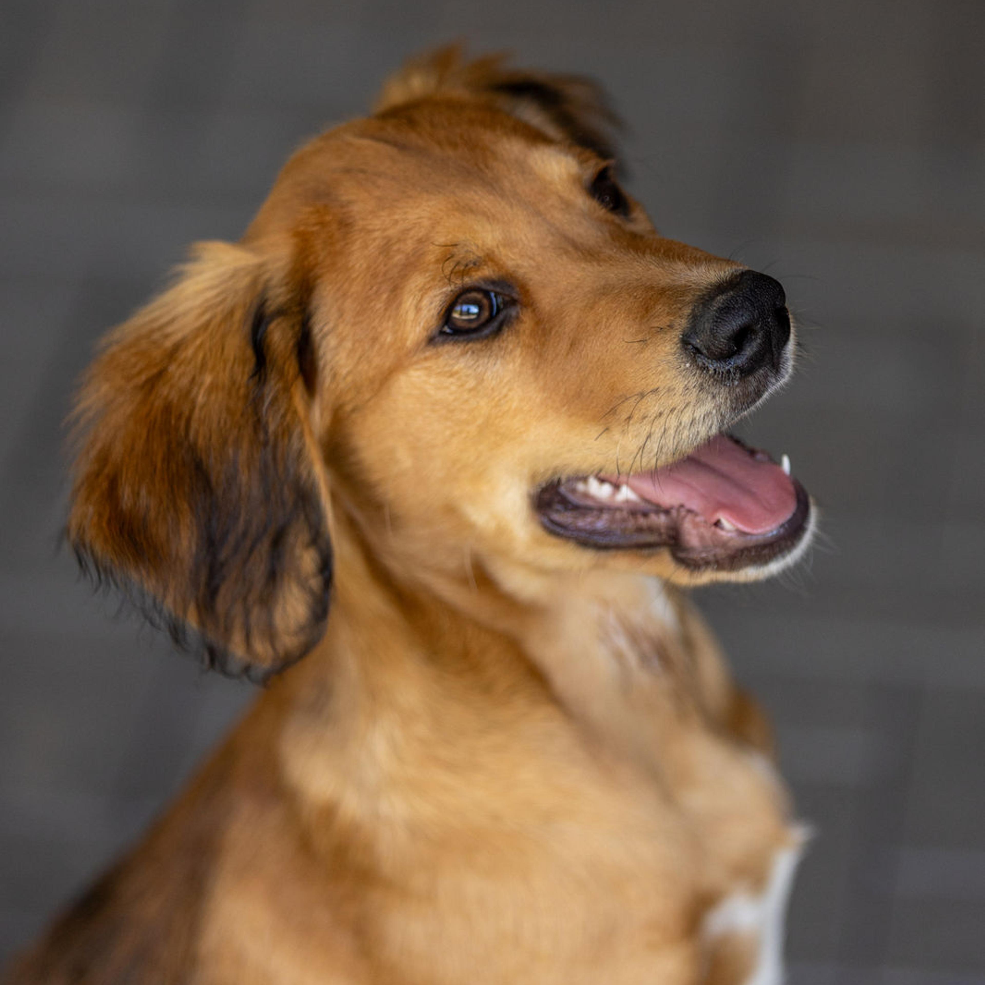 Griechischer Laufhund, Tierschutz, Krambambulli Jagdhundhilfe e.V.