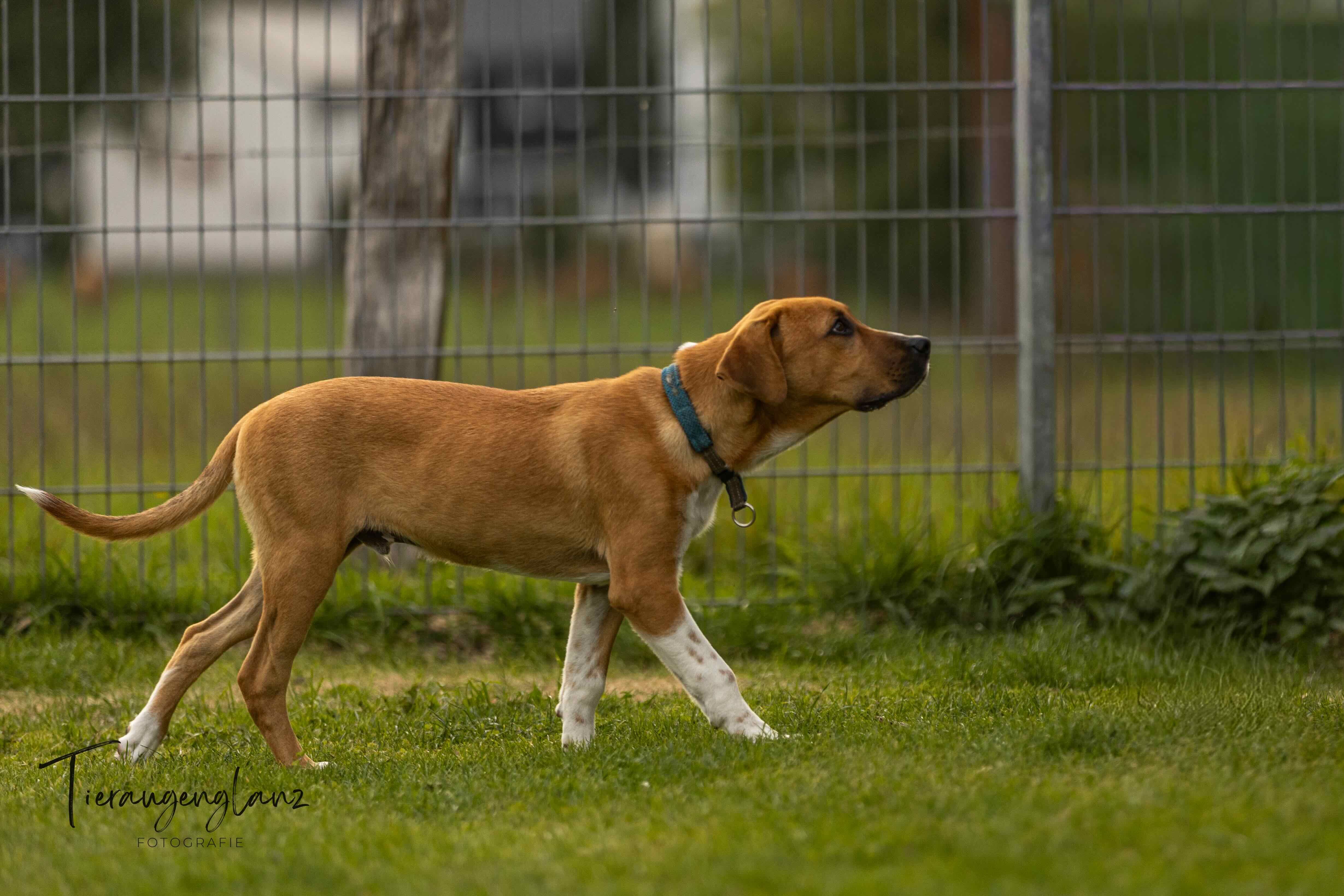 English Setter Mix, Tierschutz, Krambambulli Jagdhundhilfe e.V.