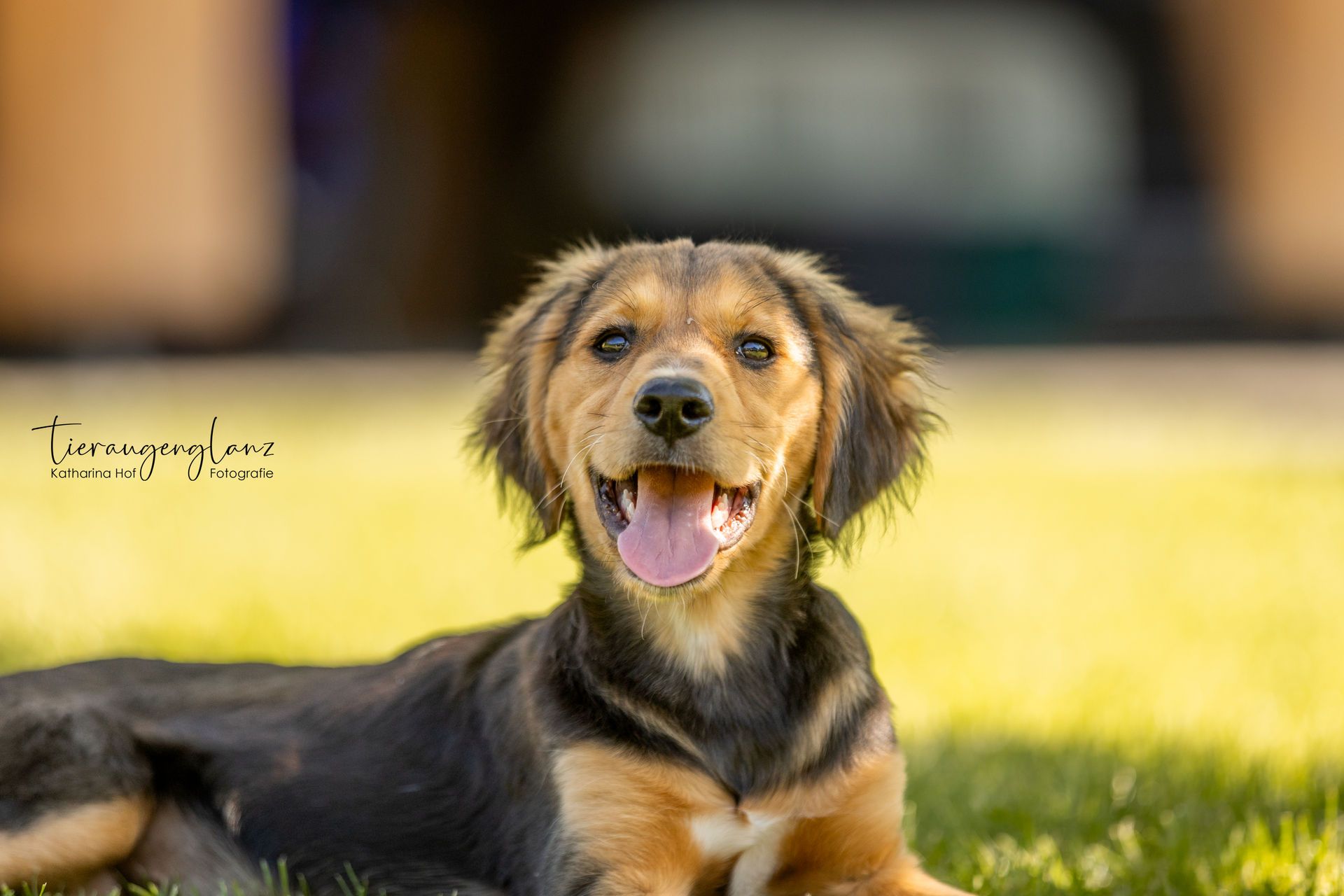 Griechischer Laufhund, Tierschutz, Krambambulli Jagdhundhilfe e.V.