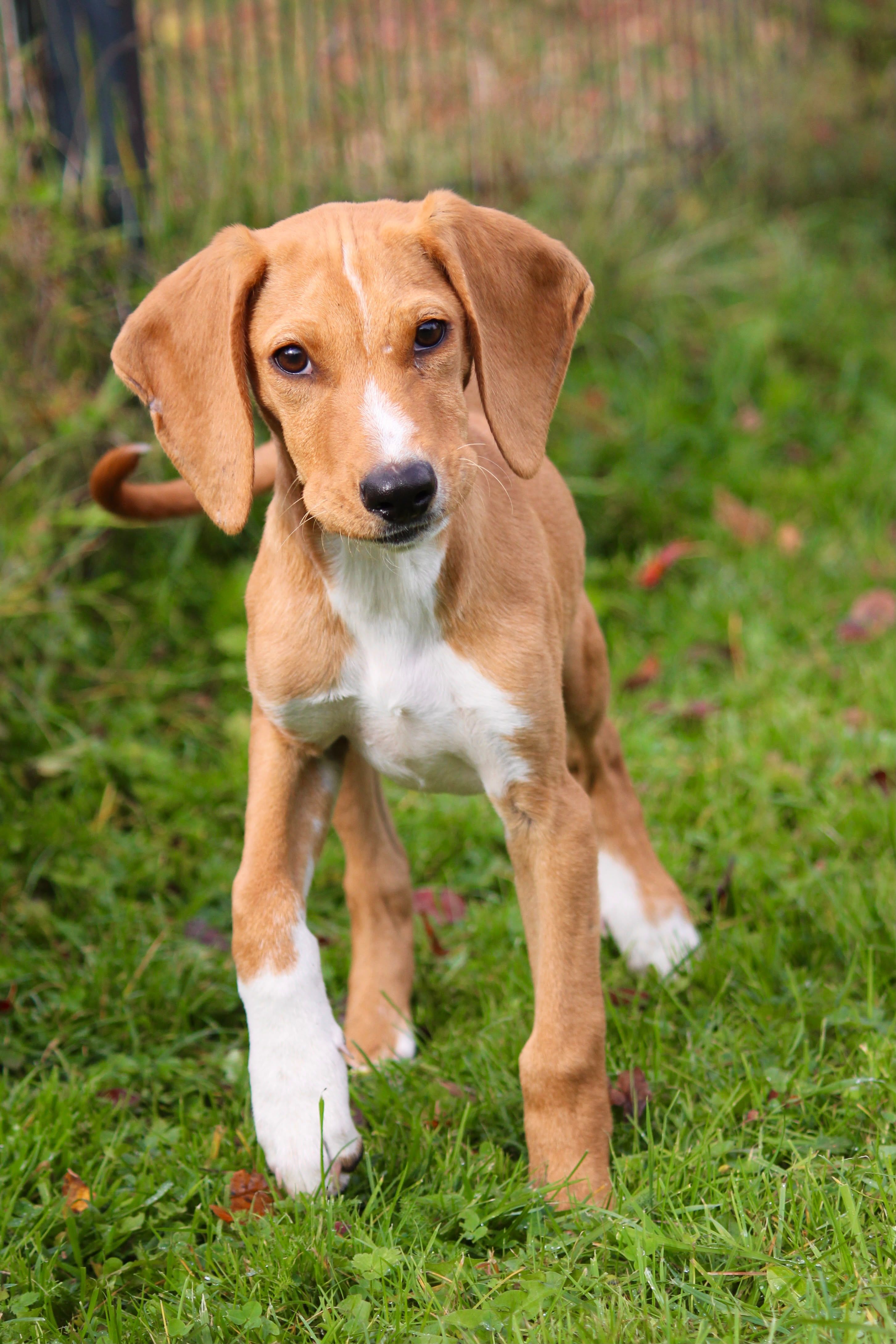 Junger Jagdhundmix, Tierschutz, Krambambulli Jagdhundhilfe e.V.