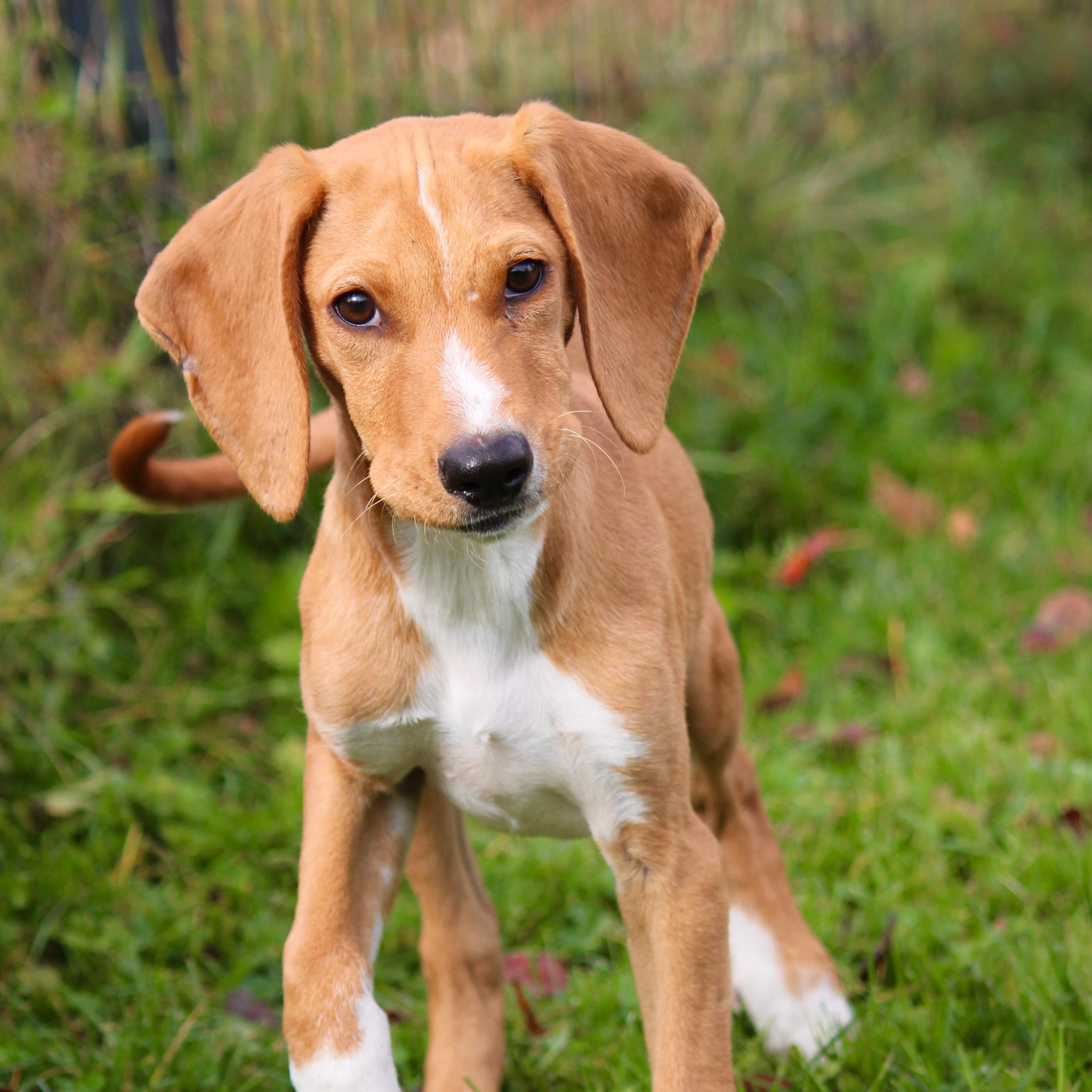 Junger Jagdhundmix, Tierschutz, Krambambulli Jagdhundhilfe e.V.