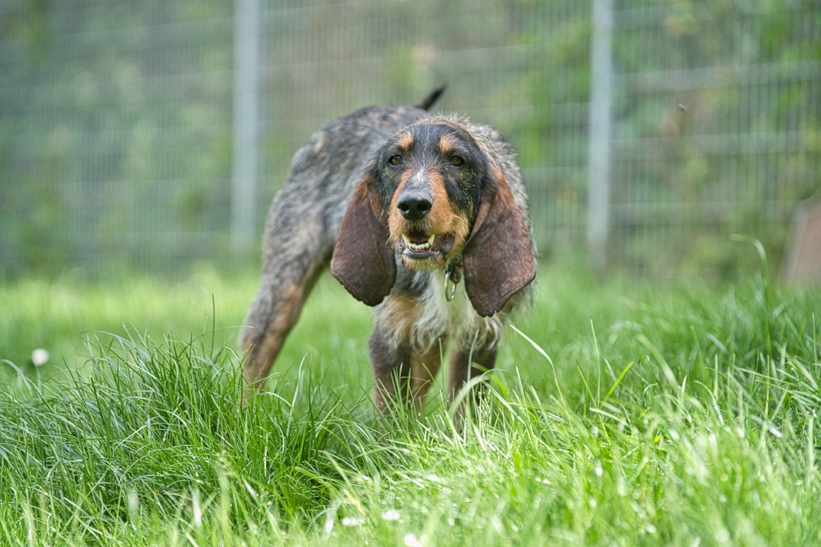 Krambambulli Segugio-Spinone-Mix Zuhause gesucht