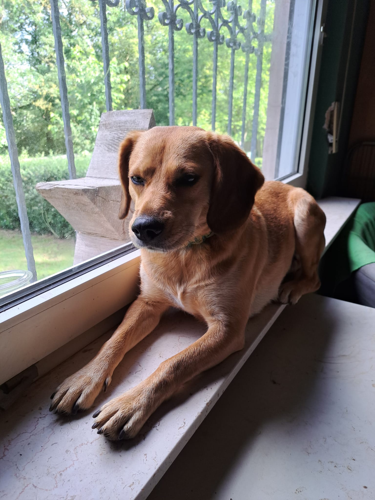 Beagle-Mix, Tierschutz, Krambambulli Jagdhundhilfe