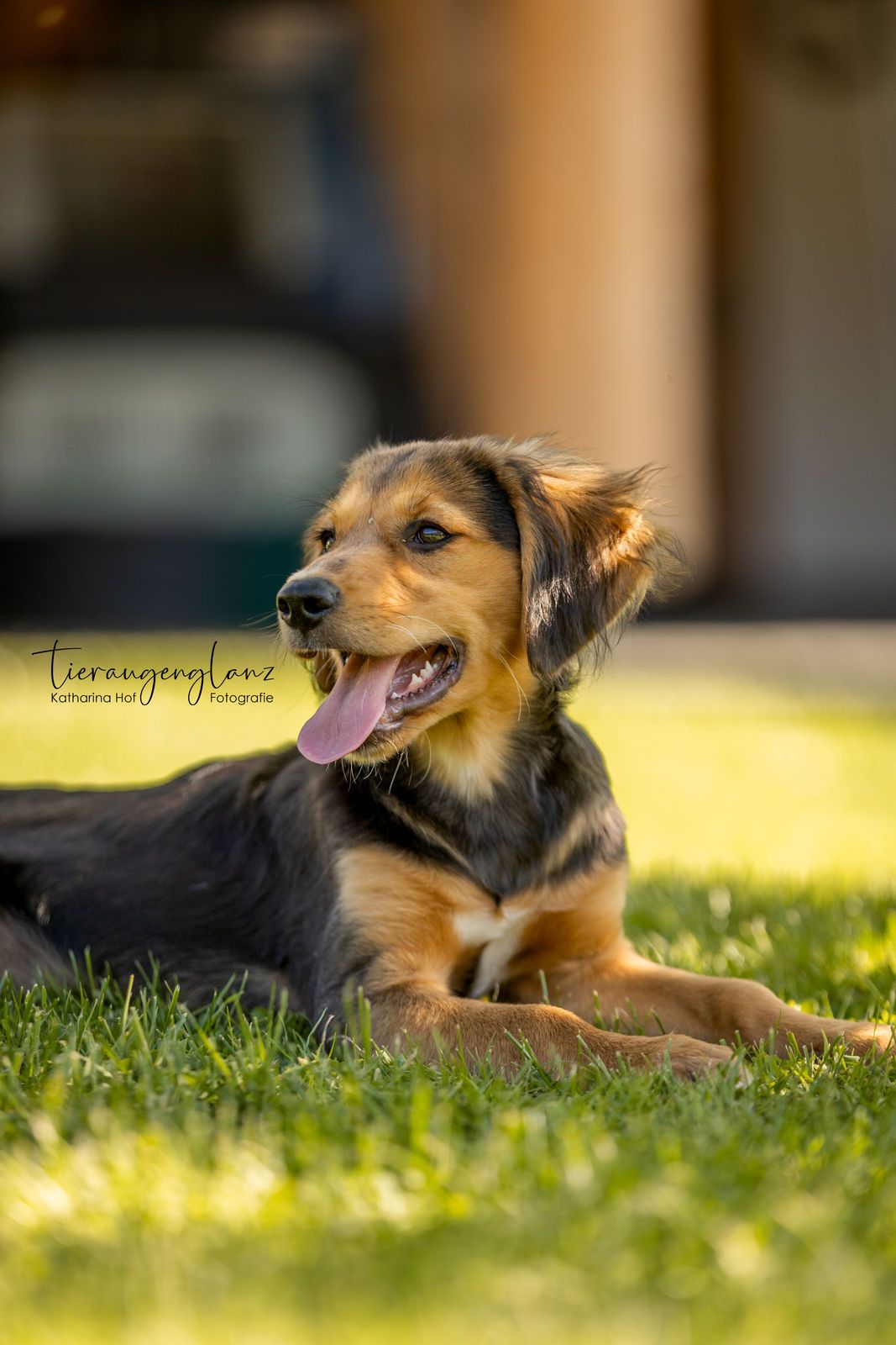 Griechischer Laufhund, Tierschutz, Krambambulli Jagdhundhilfe e.V.