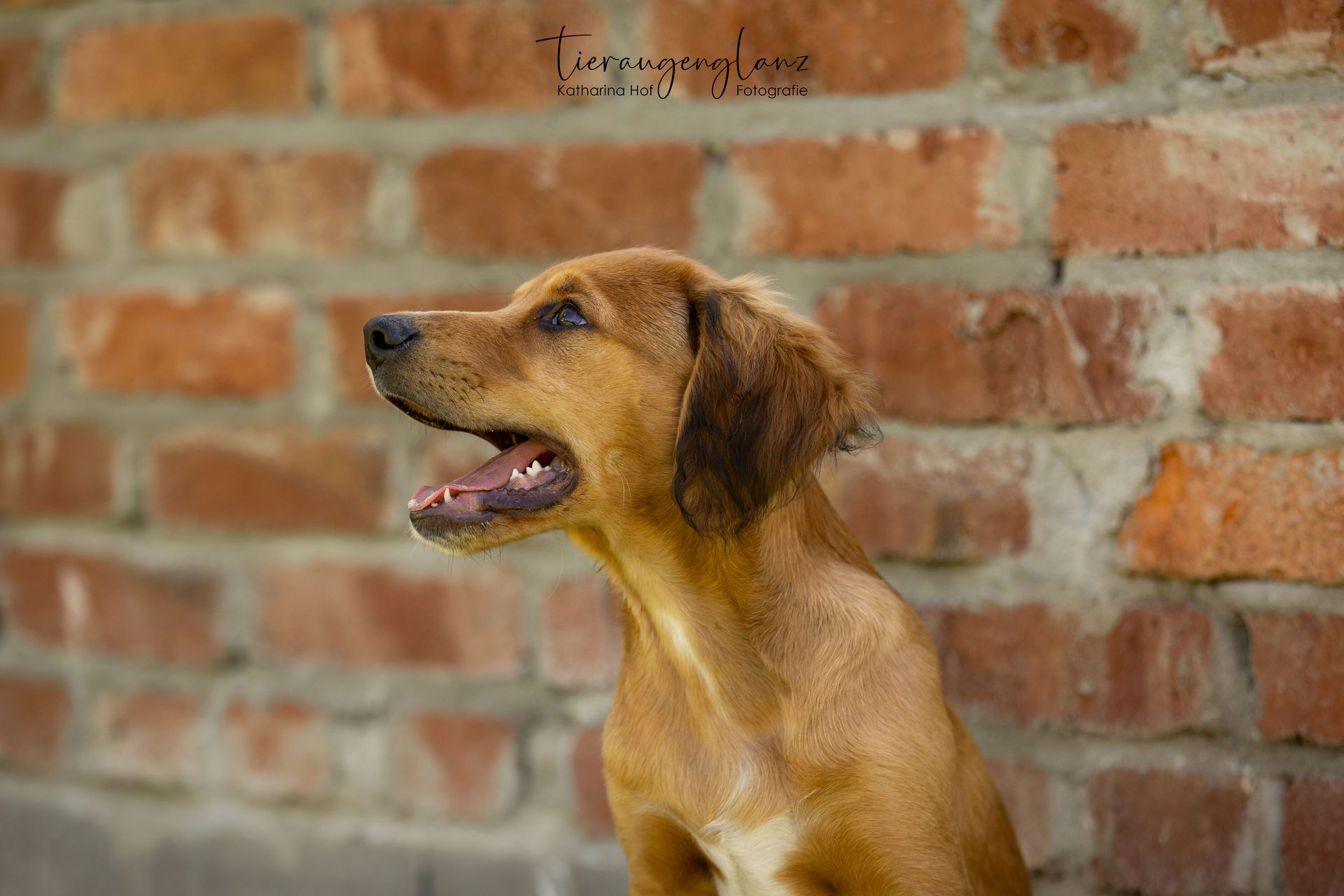 Griechischer Laufhund, Tierschutz, Krambambulli Jagdhundhilfe e.V.