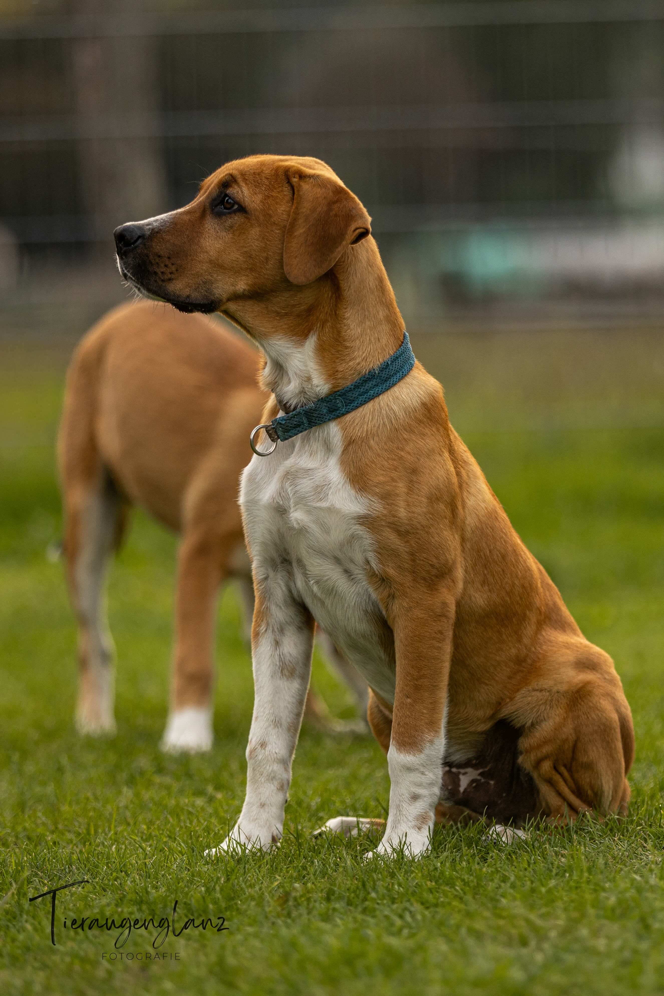 English Setter Mix, Tierschutz, Krambambulli Jagdhundhilfe e.V.