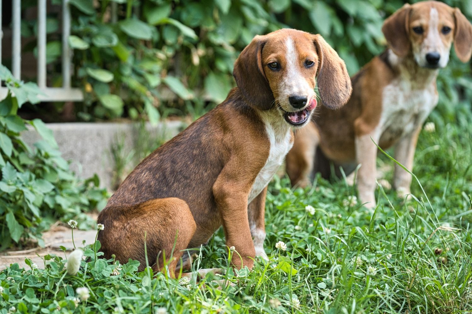 Brackenmix Welpe, Tierschutz, Krambambulli Jagdhundhilfe