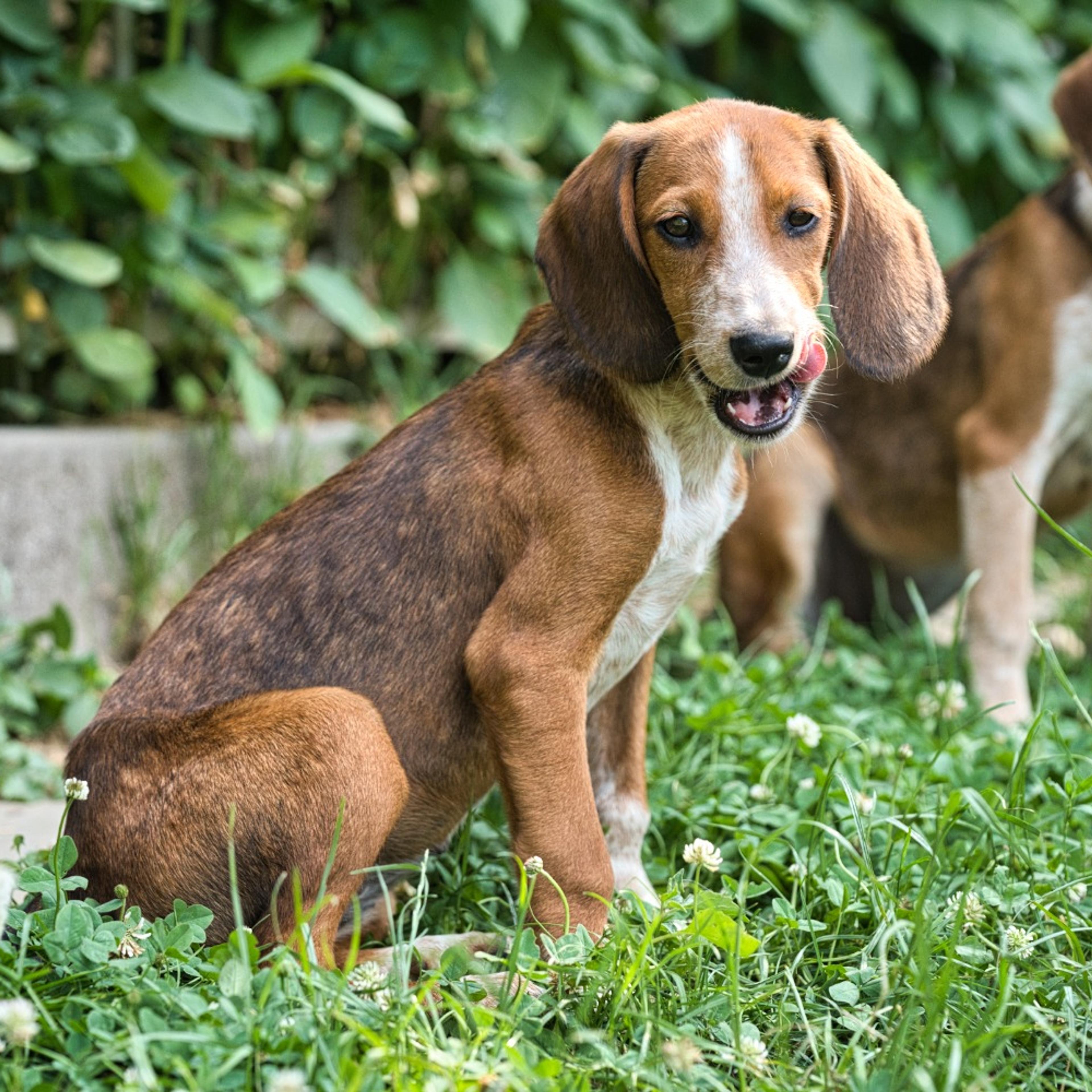 Brackenmix Welpe, Tierschutz, Krambambulli Jagdhundhilfe