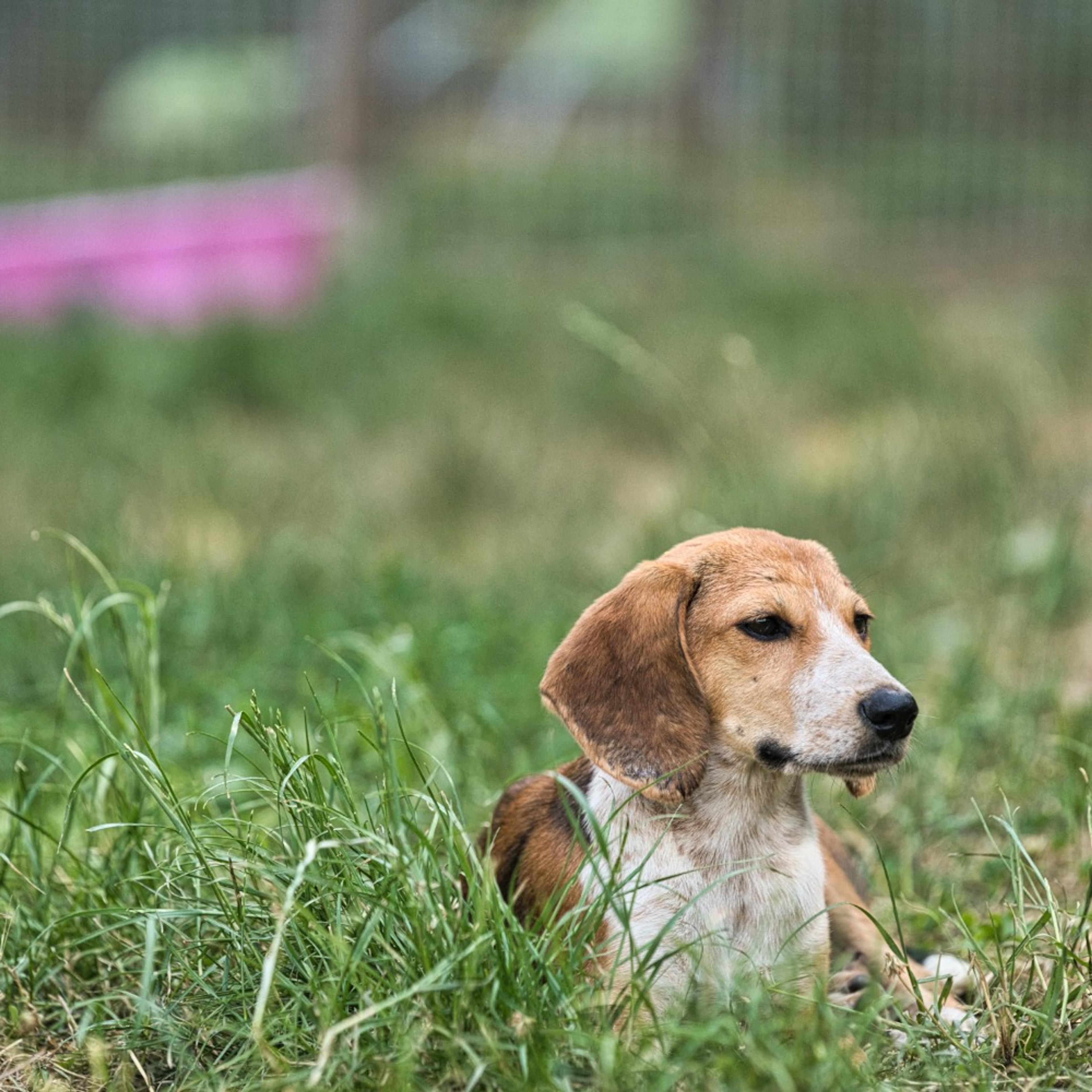 Brackenmix Welpe sucht zuhause, Tierschutz, Krambambulli Jagdhundhilfe