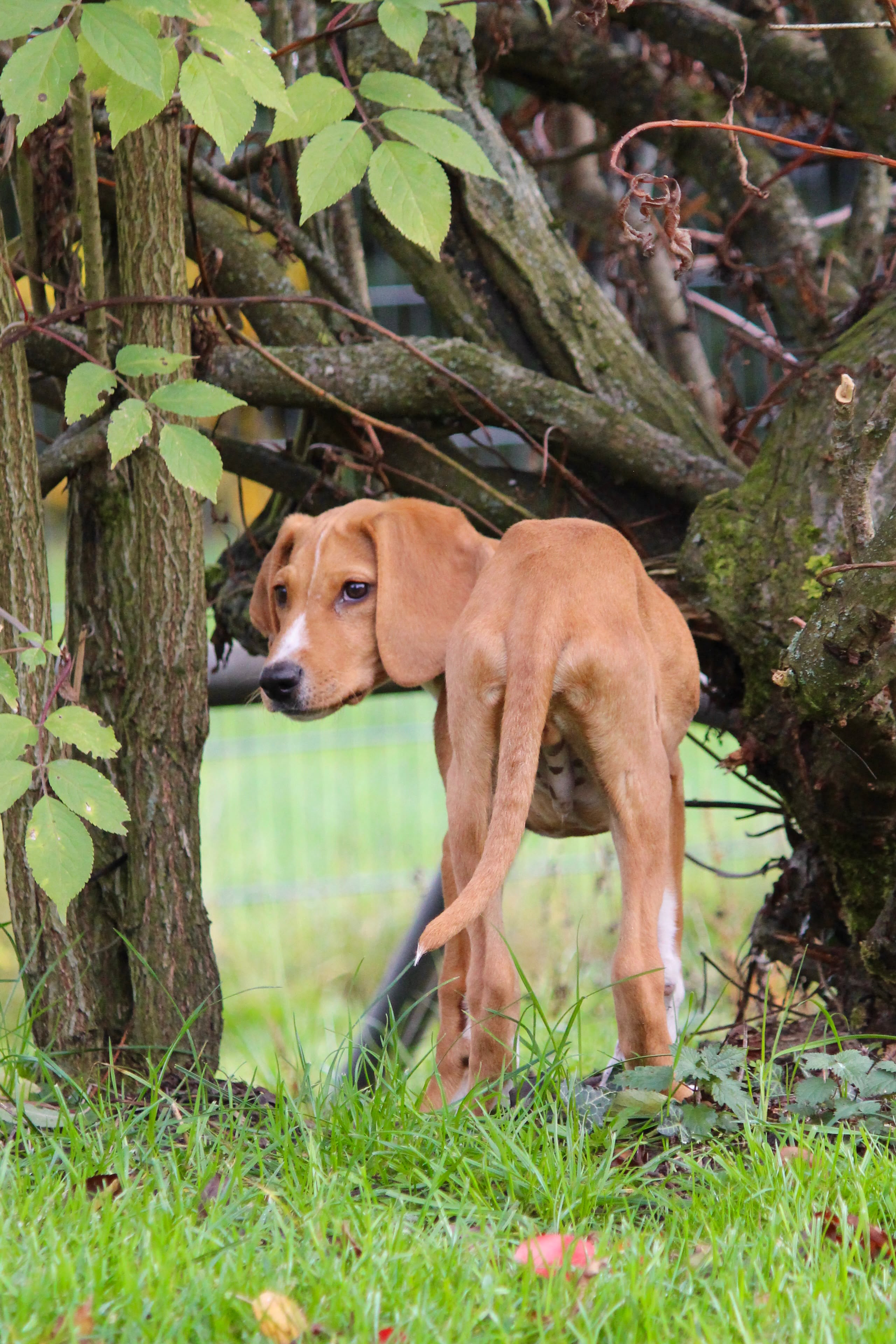 Junger Jagdhundmix, Tierschutz, Krambambulli Jagdhundhilfe e.V.