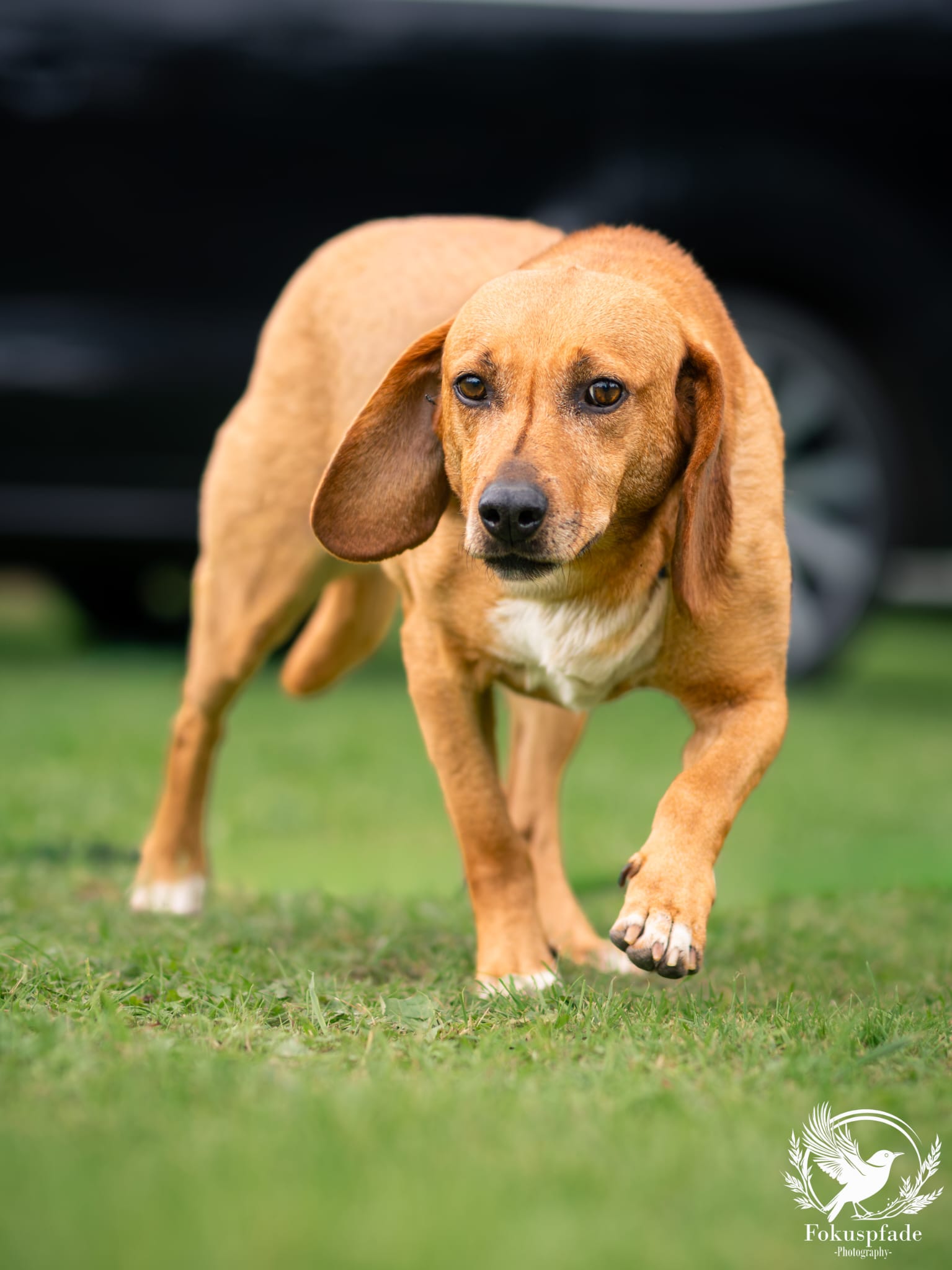 Segugio Mix, Tierschutz, Krambambulli Jagdhundhilfe e.V.