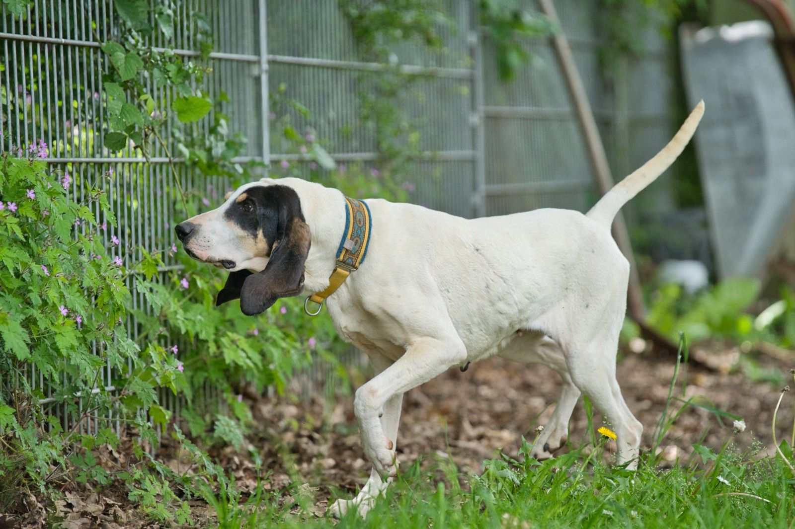Krambambulli Ariegoise sucht Zuhause