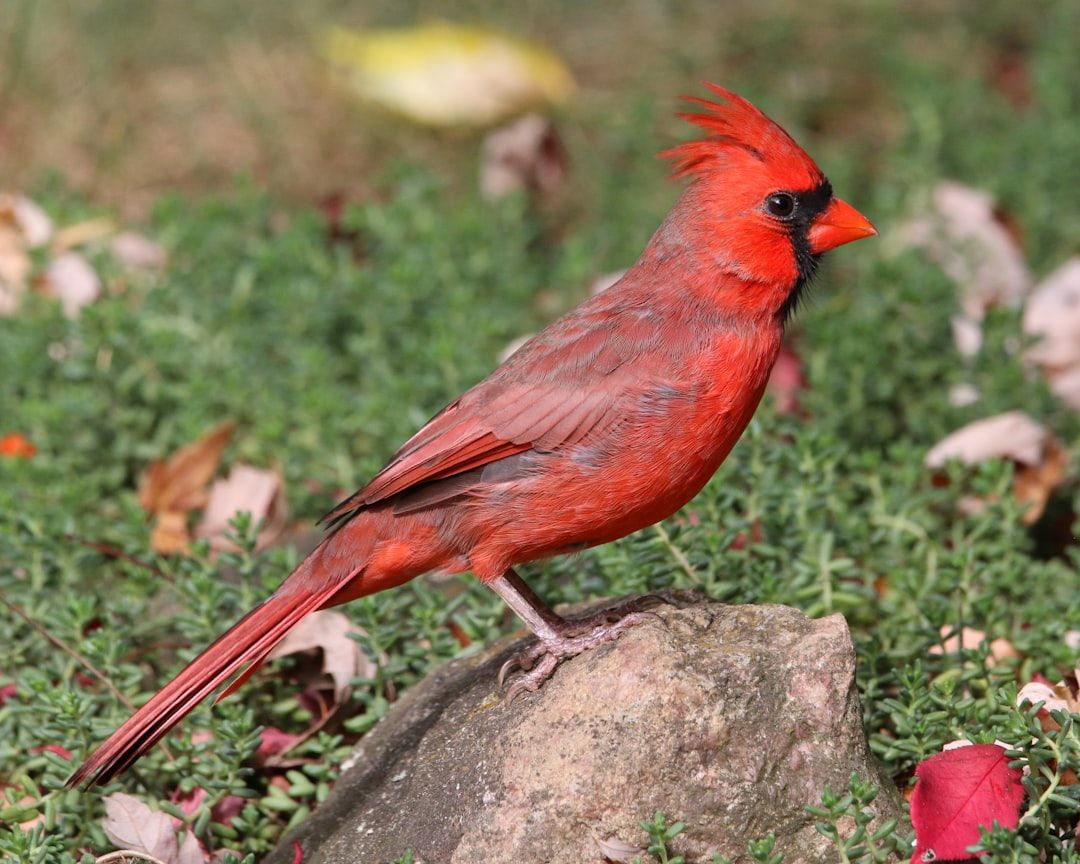 Northern Cardinal: A male cardinal rests on a rock. Location: Yasushi Home. Verify this photo matches the species before publishing.