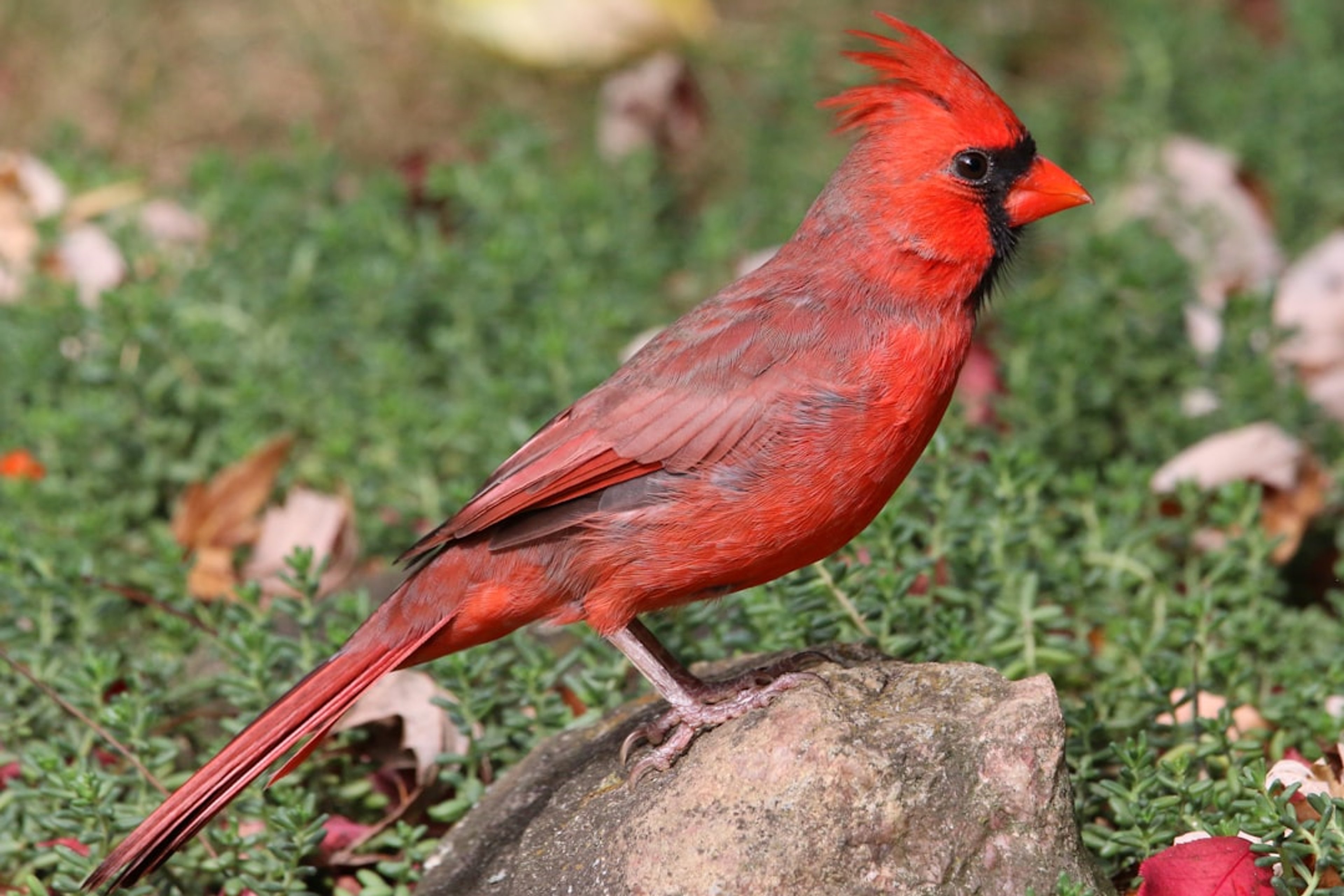 Northern Cardinal: A male cardinal rests on a rock. Location: Yasushi Home. Verify this photo matches the species before publishing.