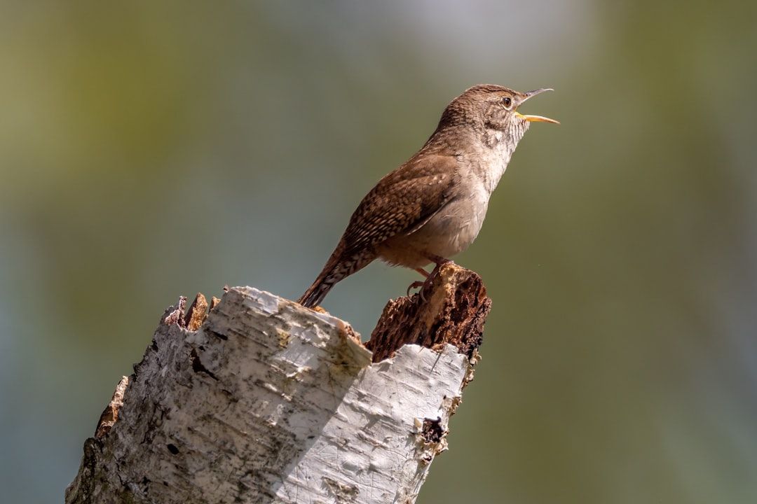 Northern House Wren: brown and white bird on brown tree branch. Location: Yasushi Home. Verify this photo matches the species before publishing.