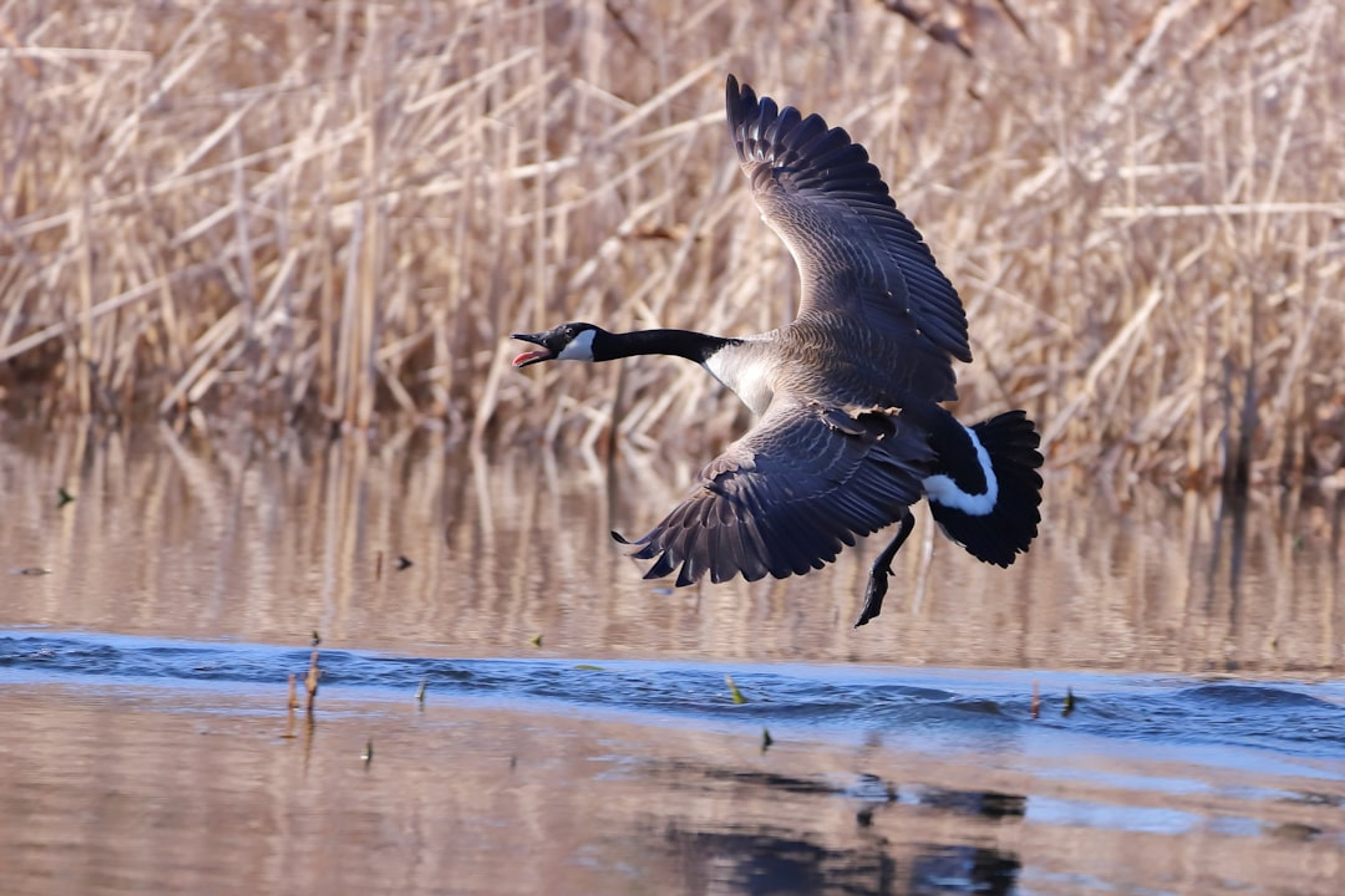 Canada Goose: a couple of birds flying over water. Location: Yasushi Home. Verify this photo matches the species before publishing.