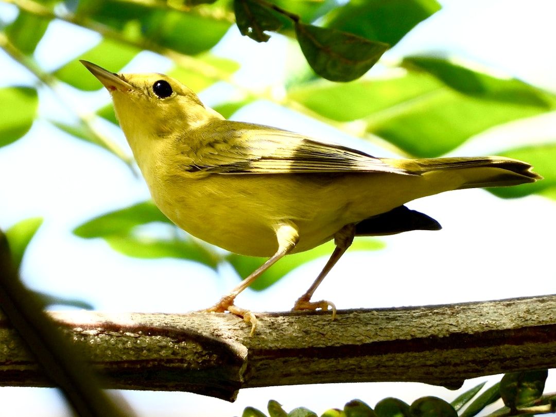 Northern Yellow Warbler: a small yellow bird perched on a tree branch. Location: Harriet Alexander Nature Center. Verify this photo matches the species before publishing.