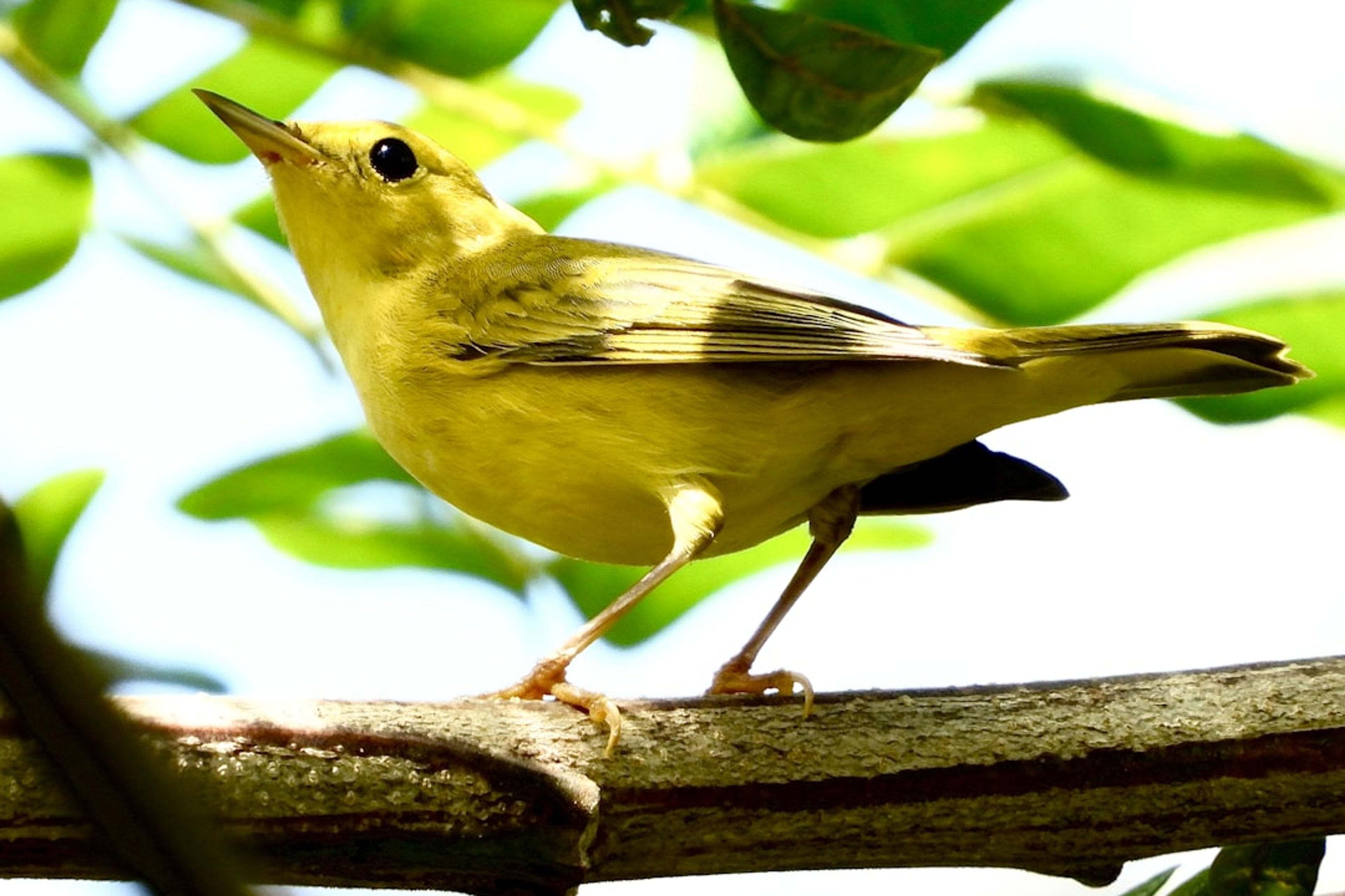 Northern Yellow Warbler: a small yellow bird perched on a tree branch. Location: Harriet Alexander Nature Center. Verify this photo matches the species before publishing.