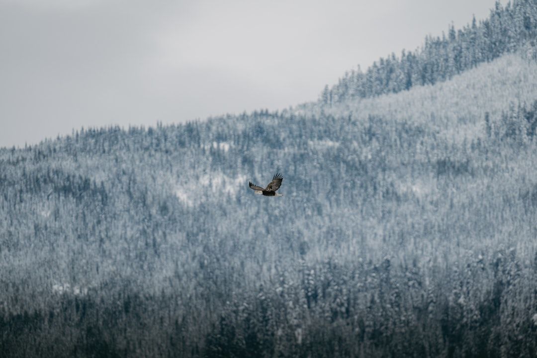 Yellow-bellied Sapsucker: Eagle flying over a snow-covered forest. Location: Harriet Alexander Nature Center. Verify this photo matches the species before publishing.