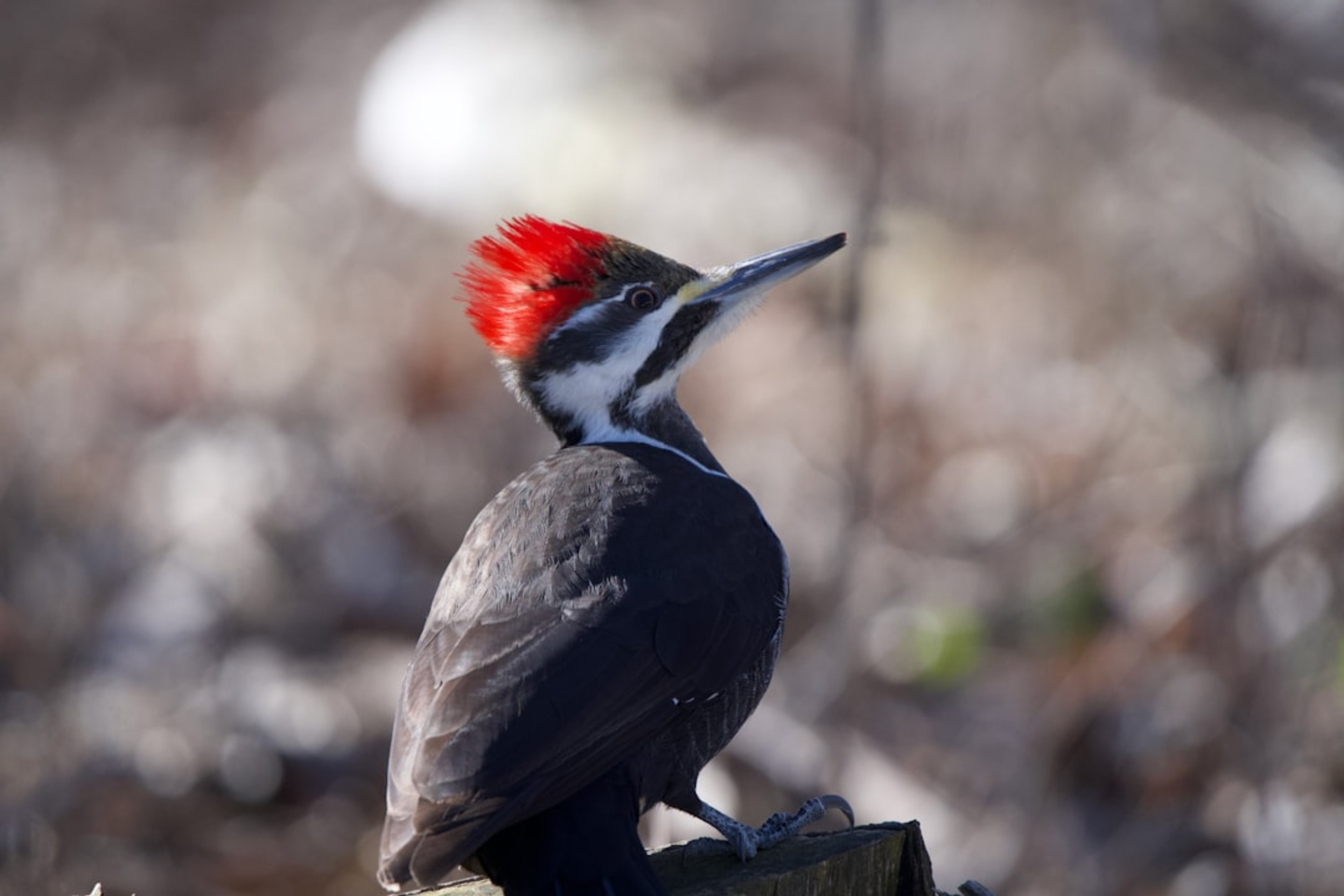 Pileated Woodpecker: Pileated woodpecker with a red crest sits on a post.. Location: Snail Lake Regional Park. Verify this photo matches the species before publishing.