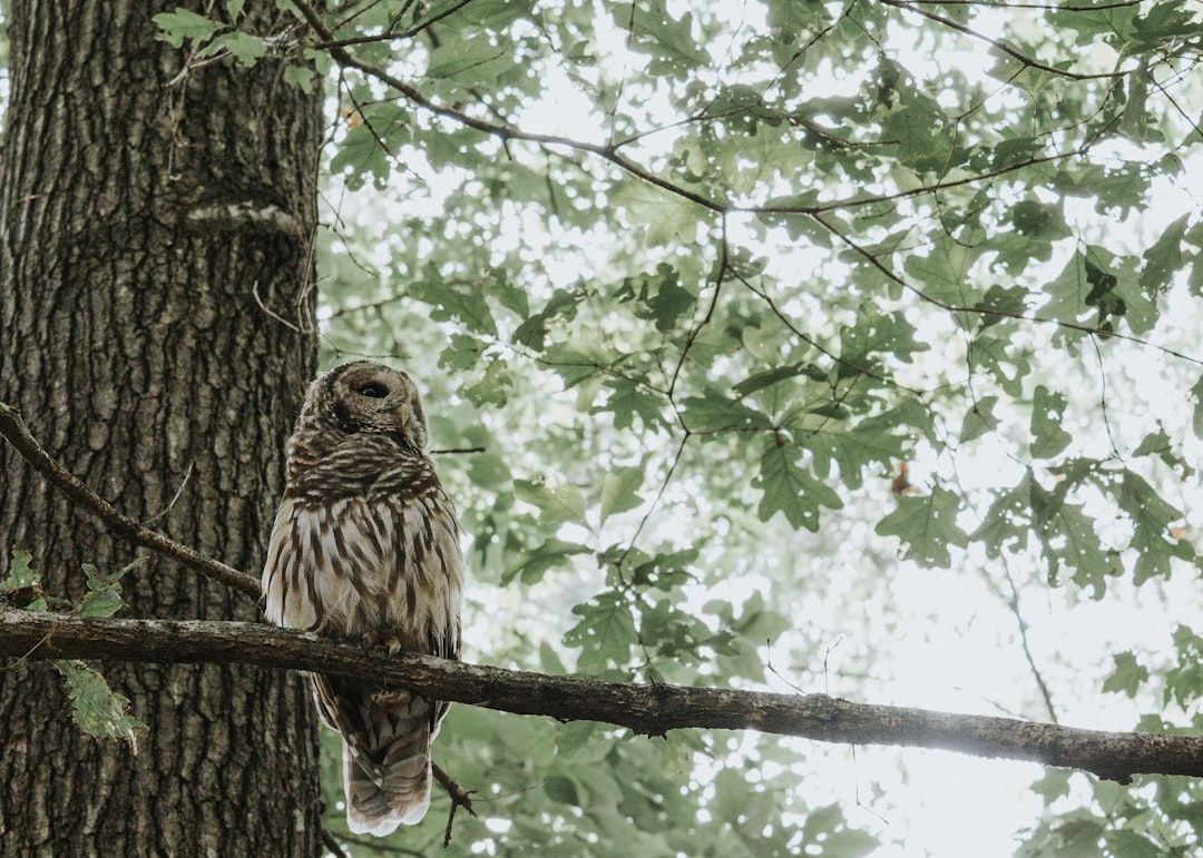 Barred Owl: A barred owl perches on a tree branch.. Location: Sucker Lake. Verify this photo matches the species before publishing.