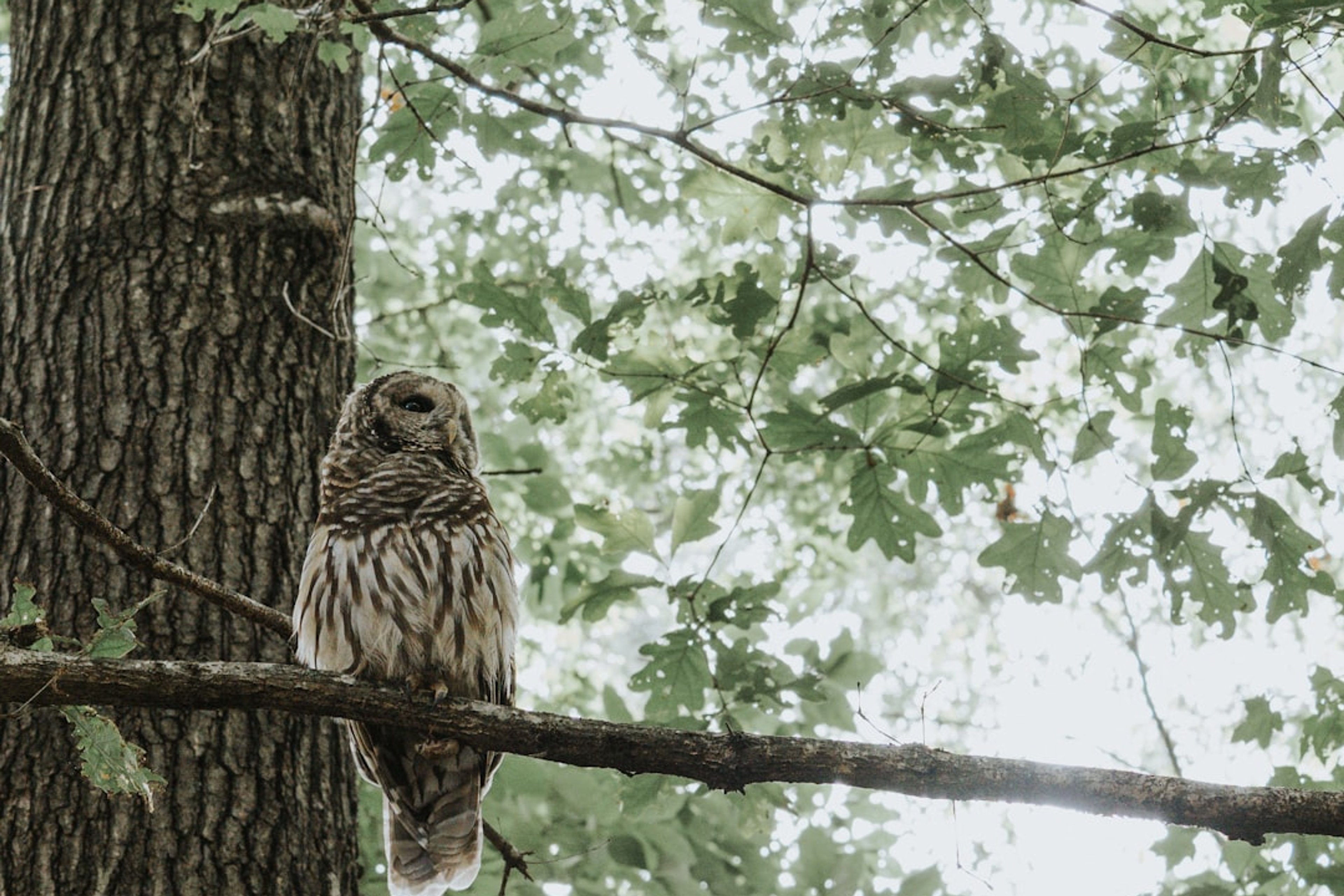 Barred Owl: A barred owl perches on a tree branch.. Location: Sucker Lake. Verify this photo matches the species before publishing.