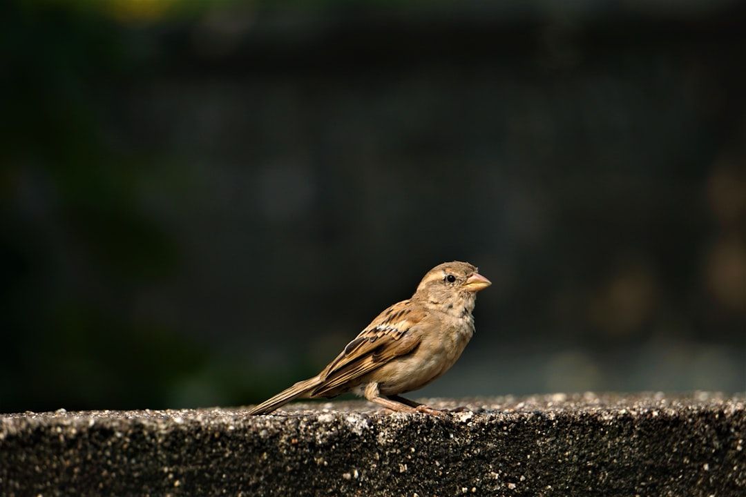 Chipping Sparrow: brown bird on gray rock. Location: Yasushi Home. Verify this photo matches the species before publishing.