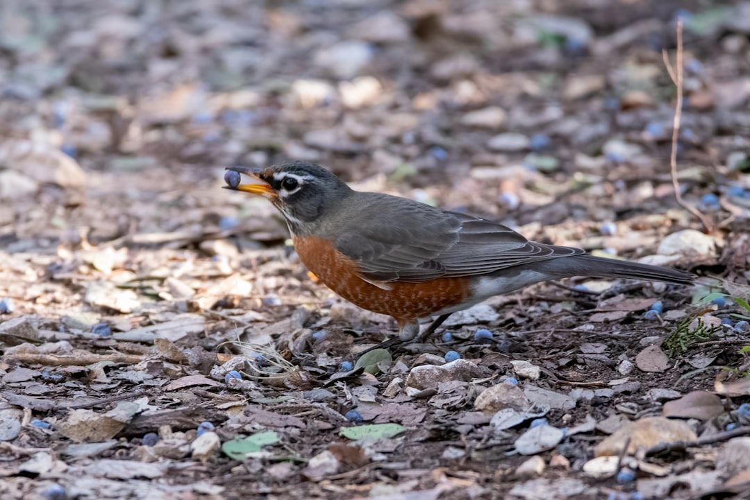 American Robin: a red and black bird sitting in a tree. Location: Yasushi Home. Verify this photo matches the species before publishing.