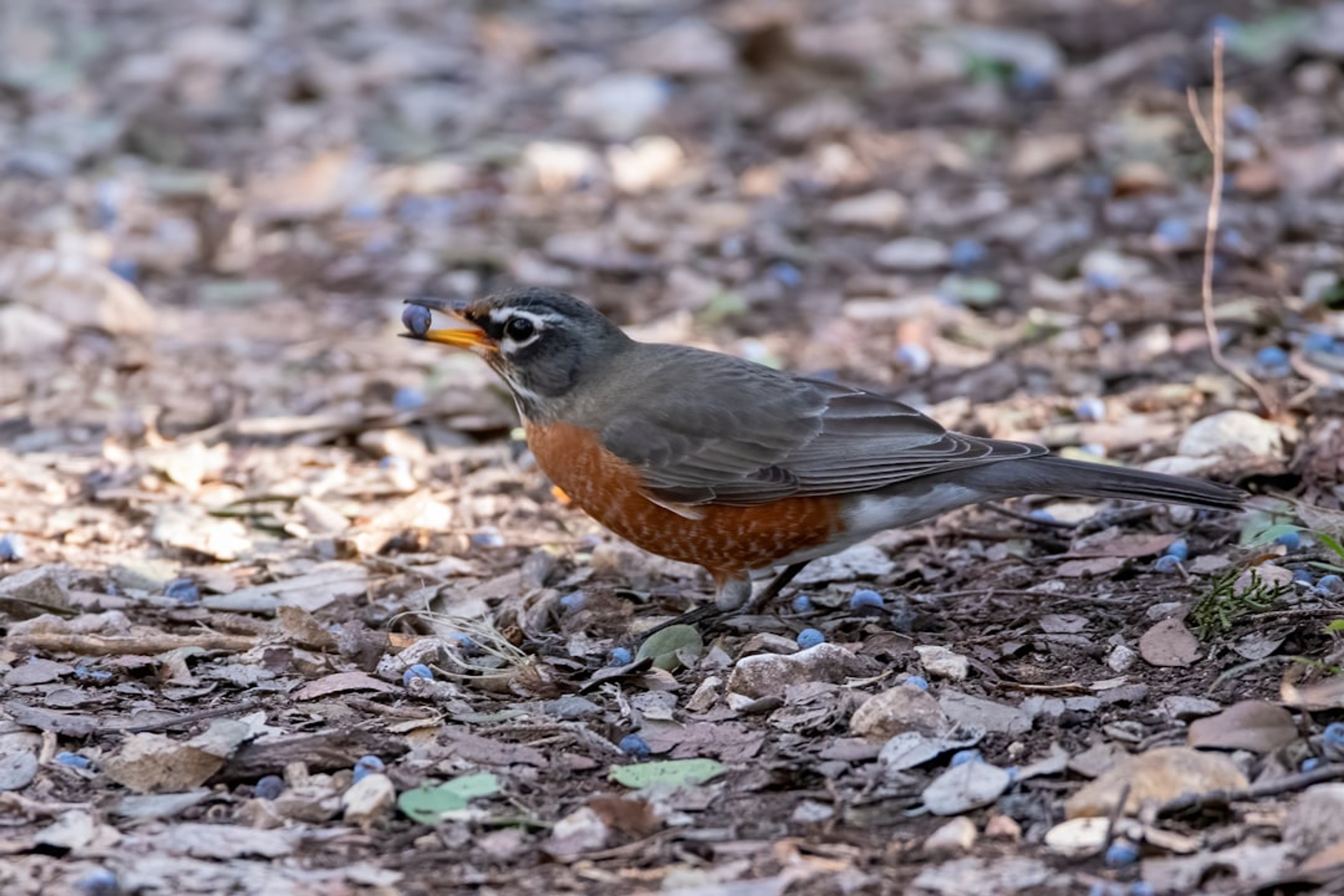 American Robin: a red and black bird sitting in a tree. Location: Yasushi Home. Verify this photo matches the species before publishing.