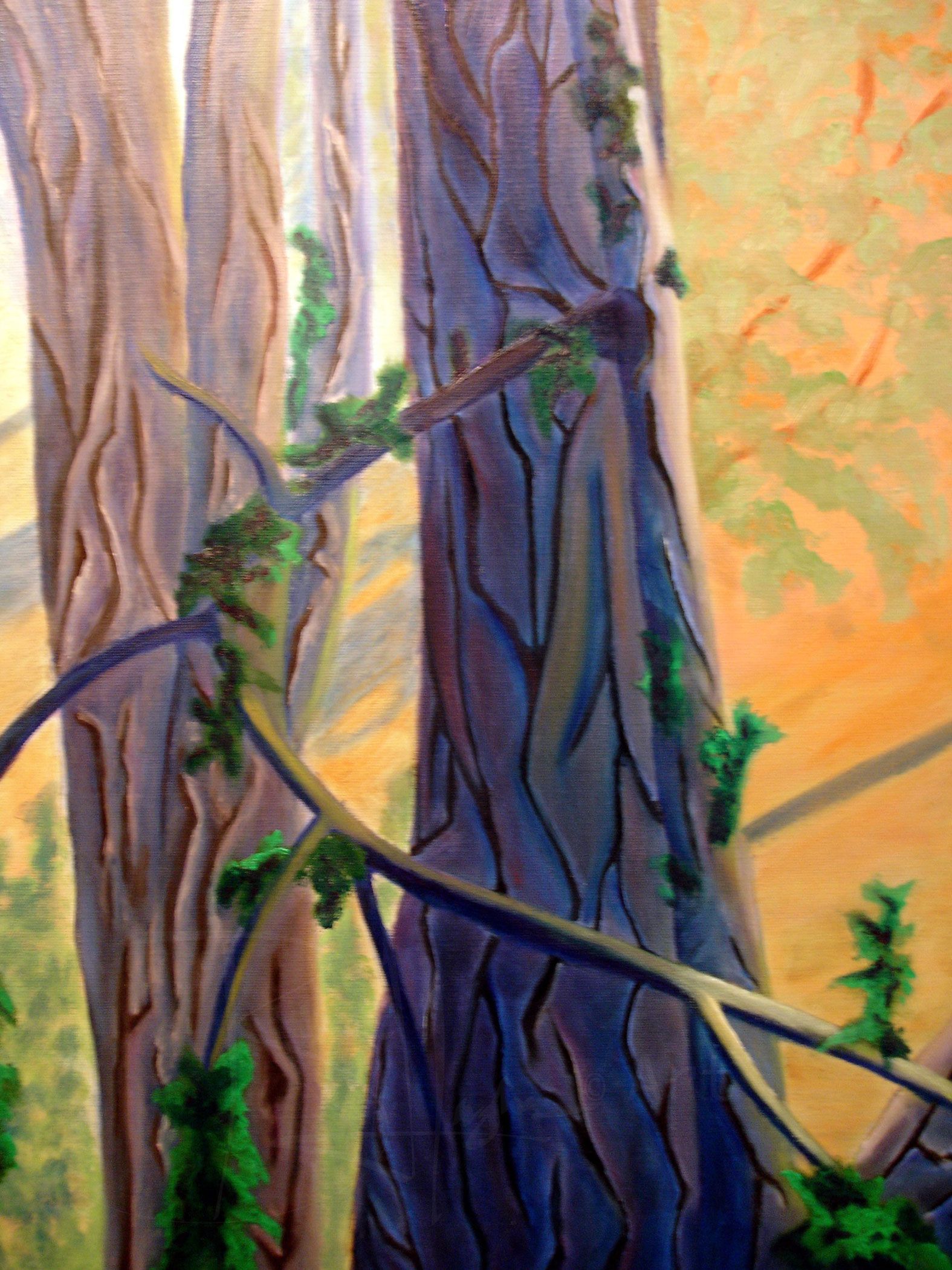Old Main Trees